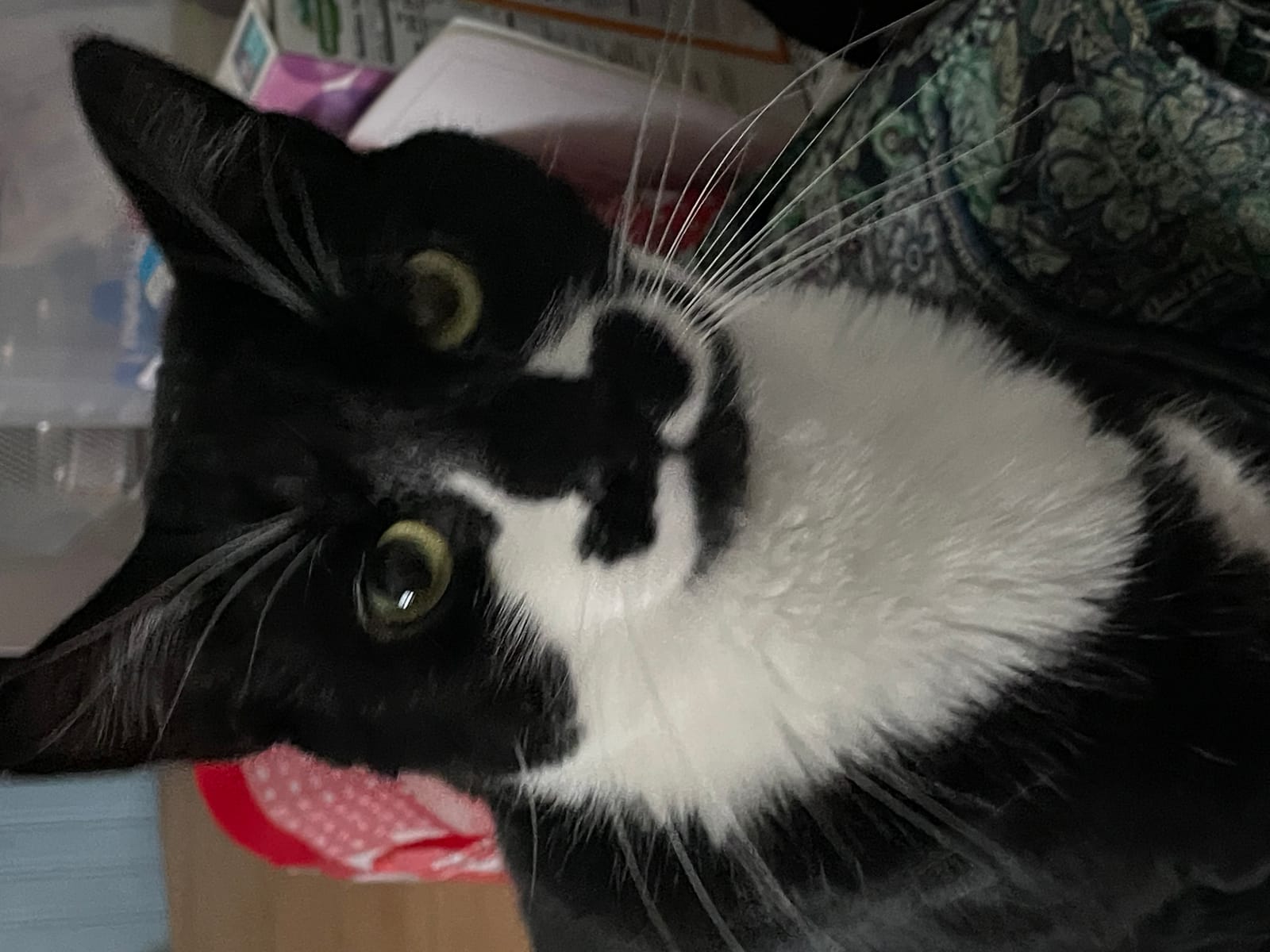 Petspiration Spotlight: Stash