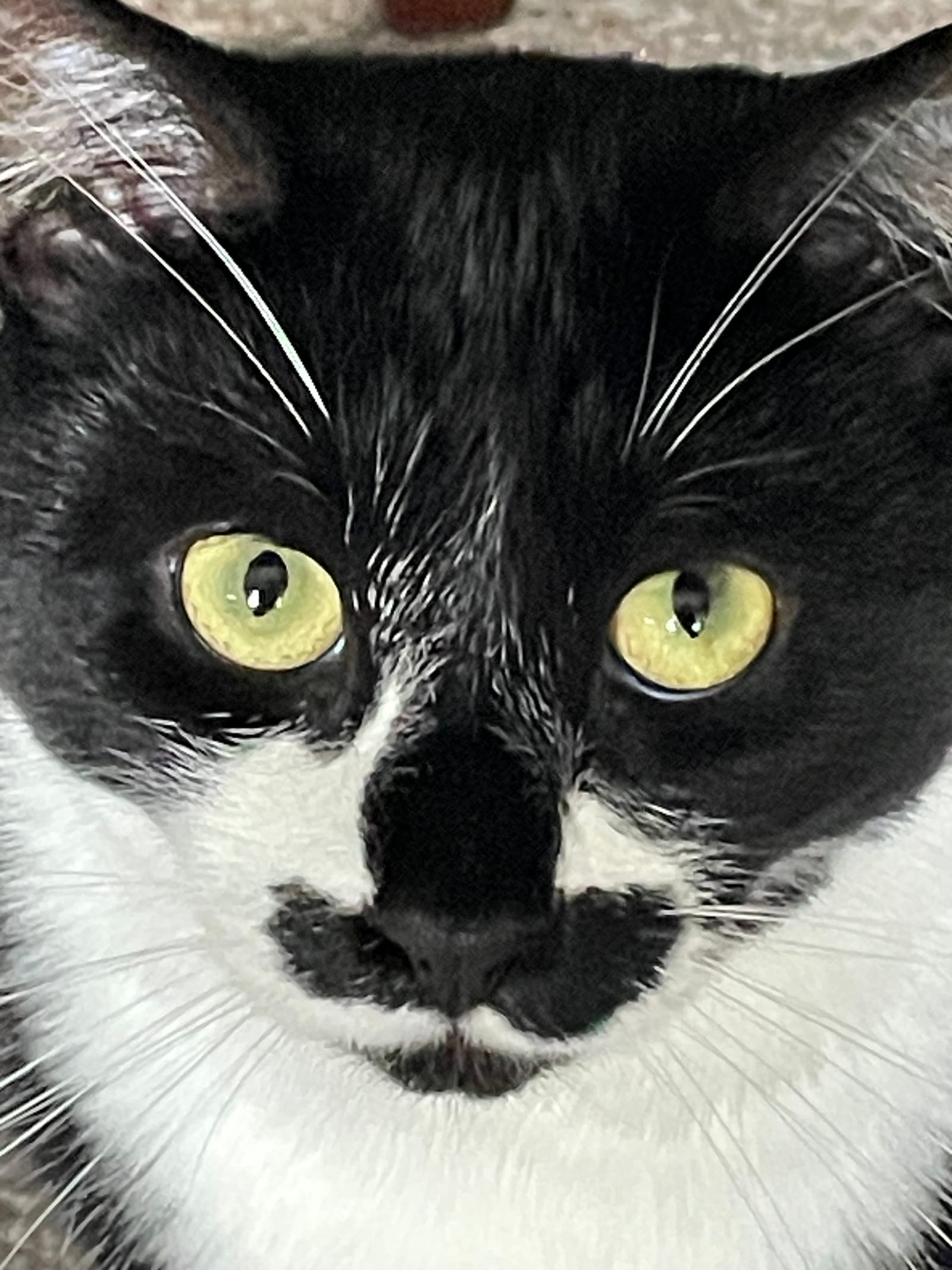 Petspiration Spotlight: Stash