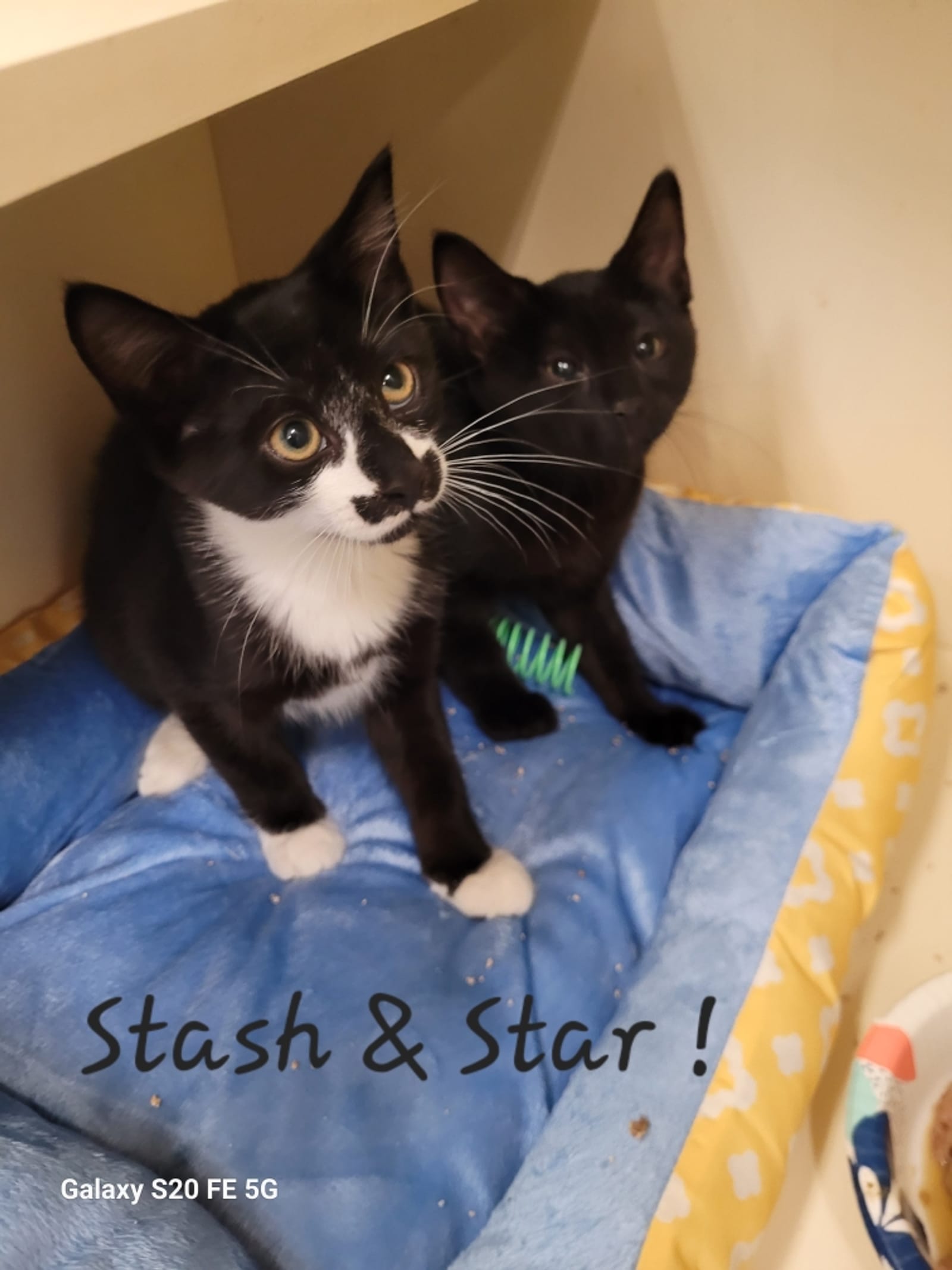 Petspiration Spotlight: Stash and Star