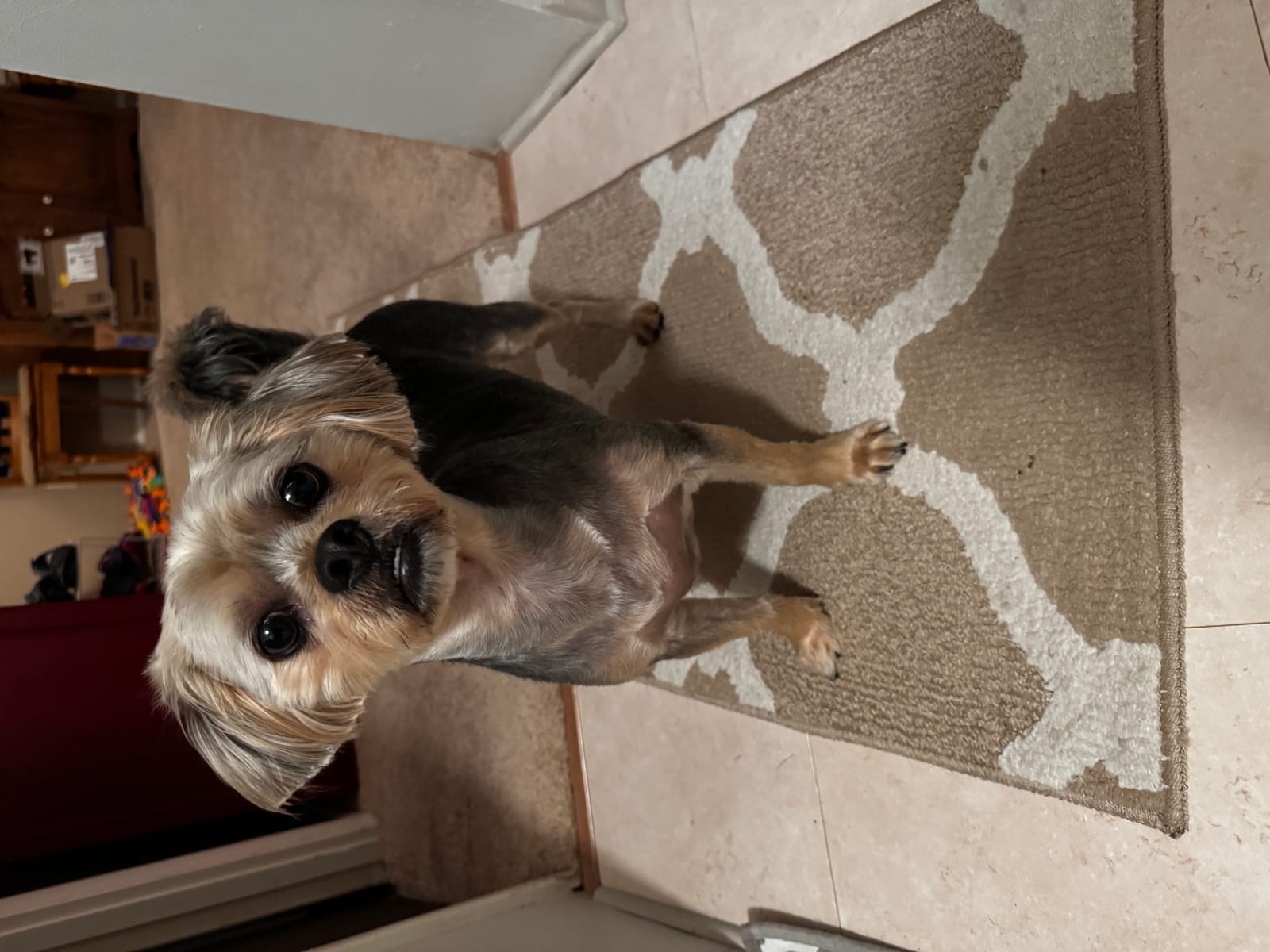 Petspiration Spotlight: Stash