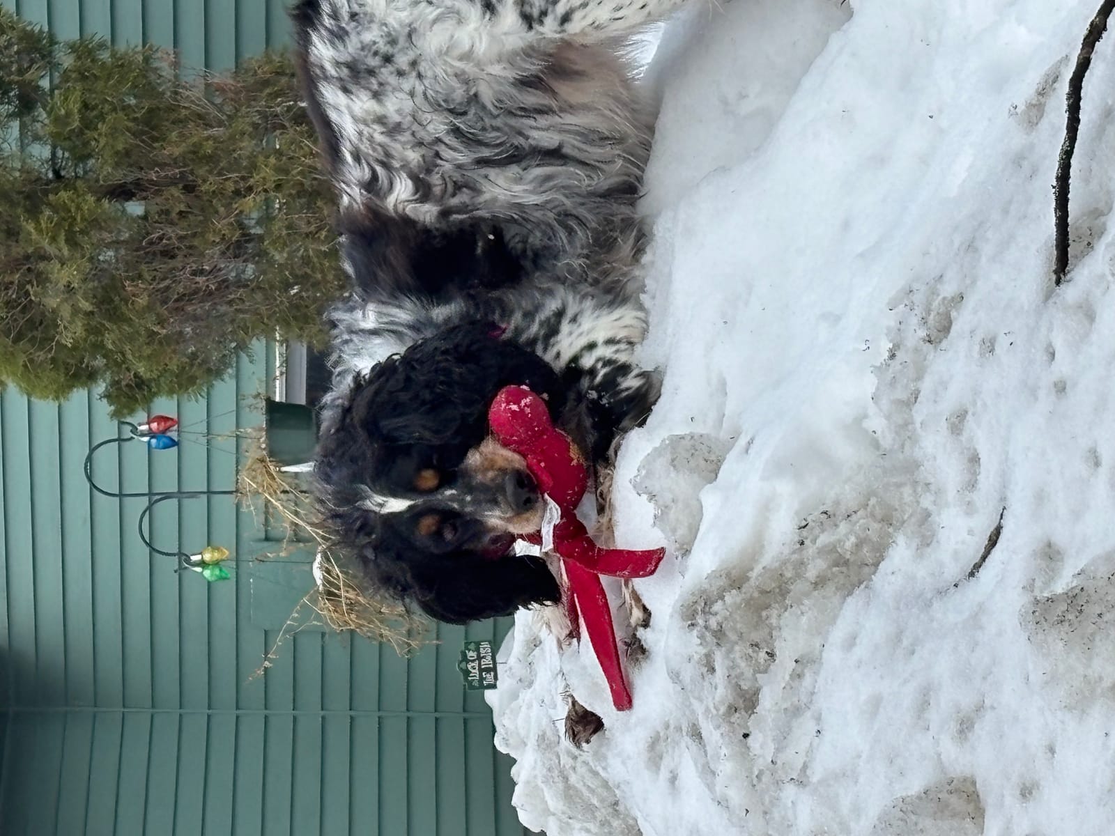 Petspiration Spotlight: Stella