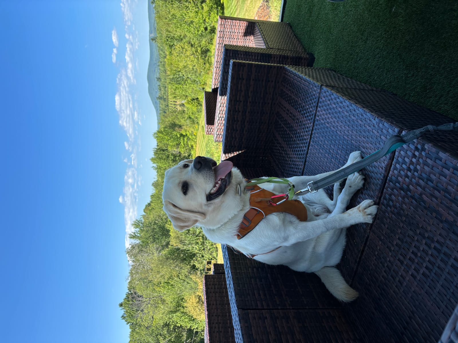 Petspiration Spotlight: Stella