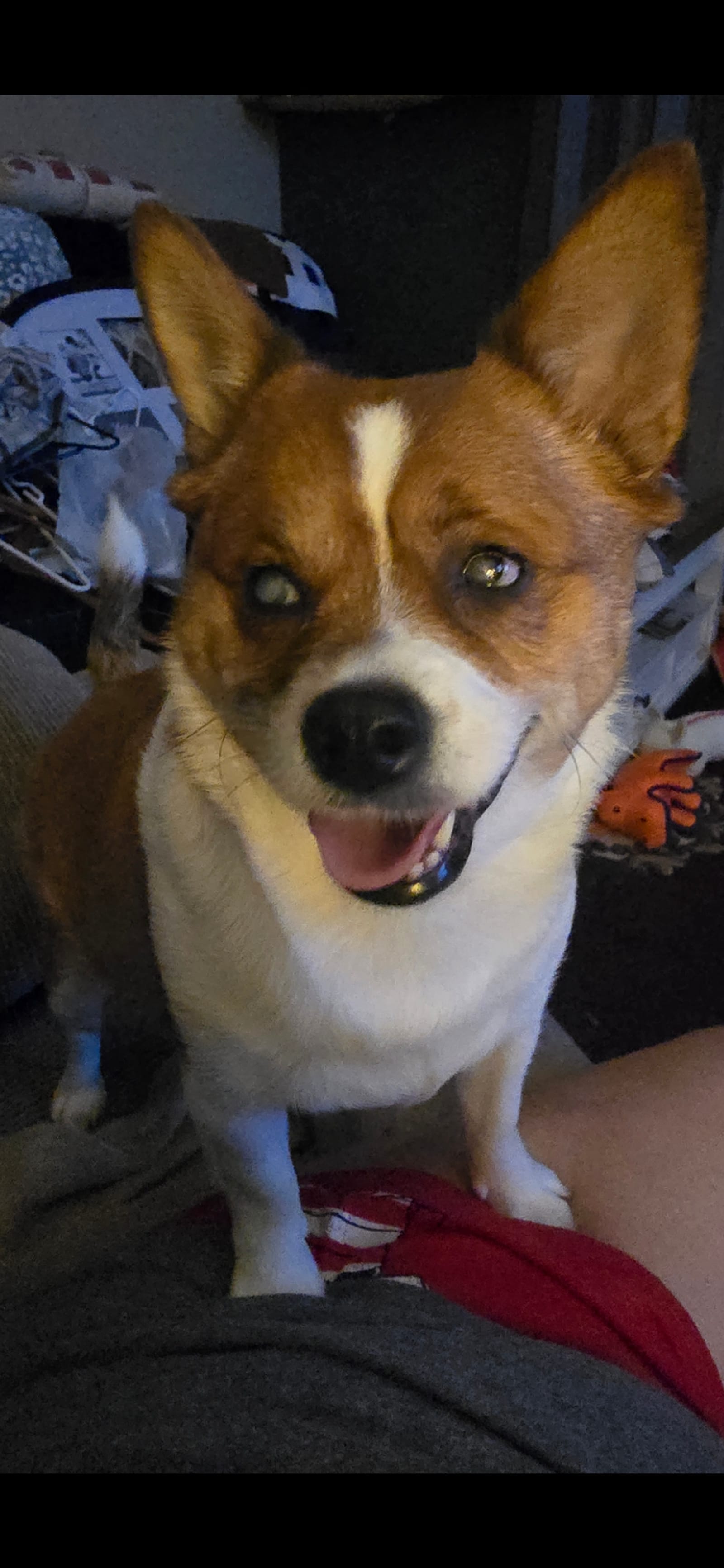 Petspiration Spotlight: Stellamae Damron
