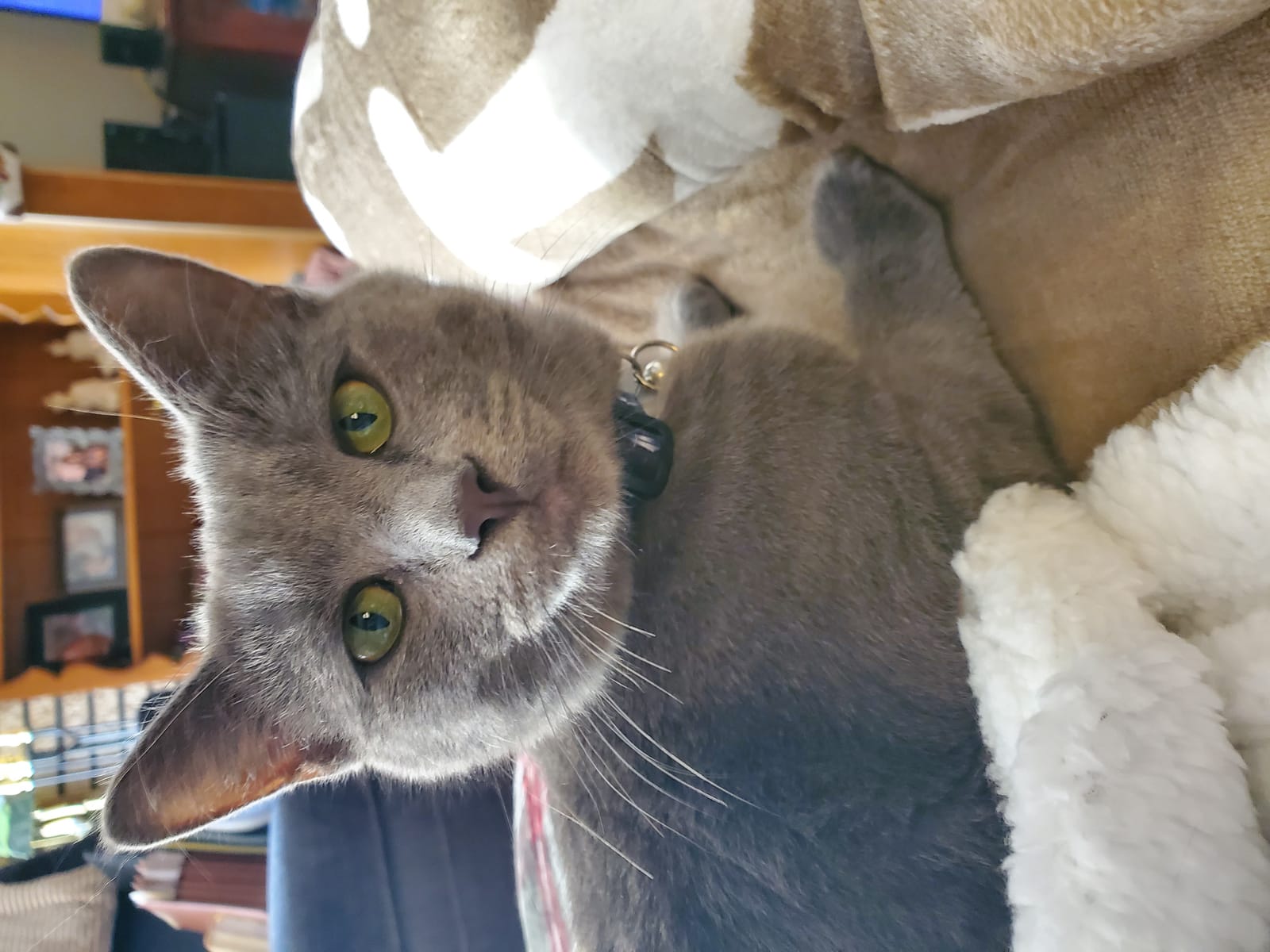 Petspiration Spotlight: Sterling