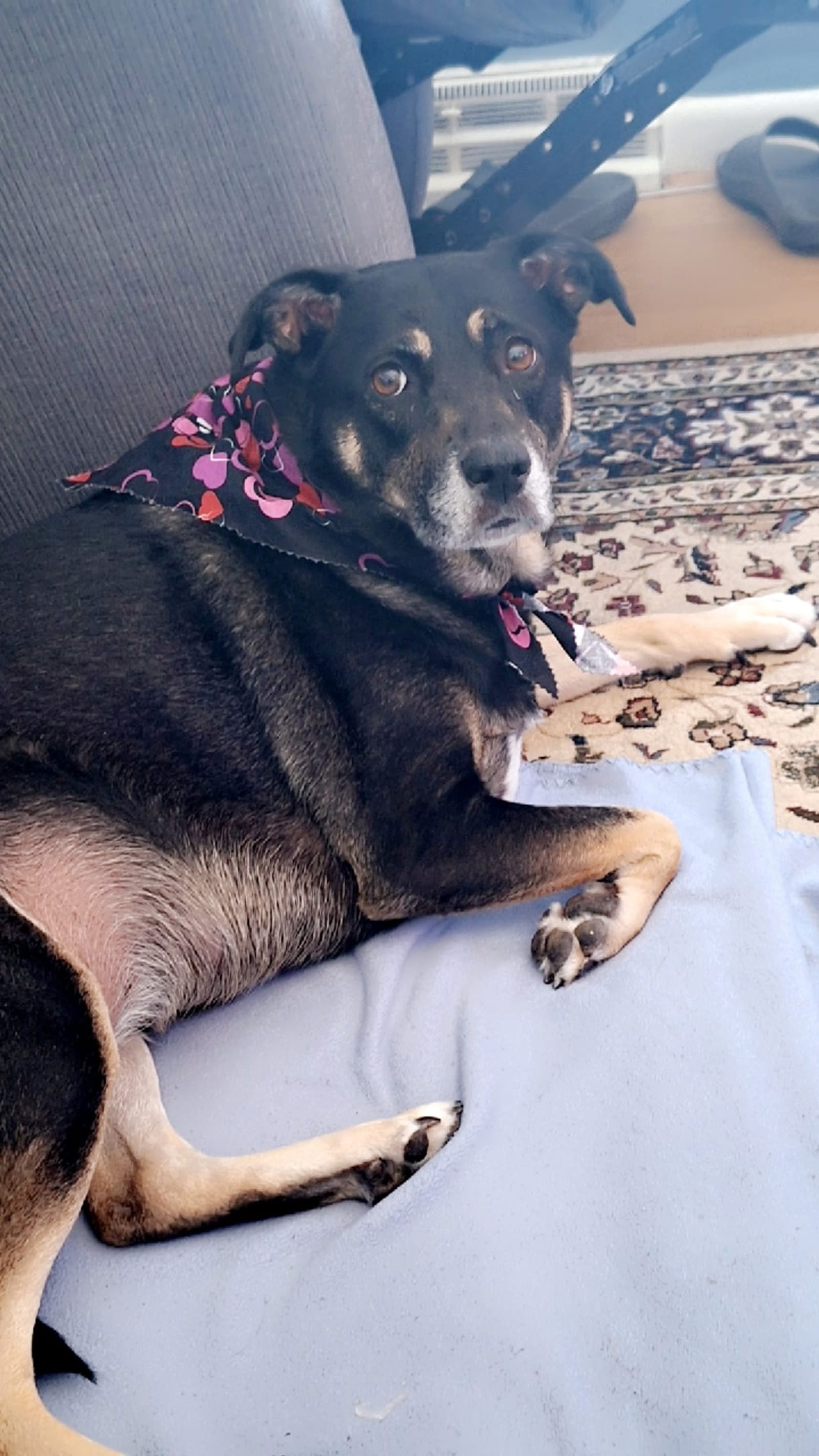 Petspiration Spotlight: Stormy