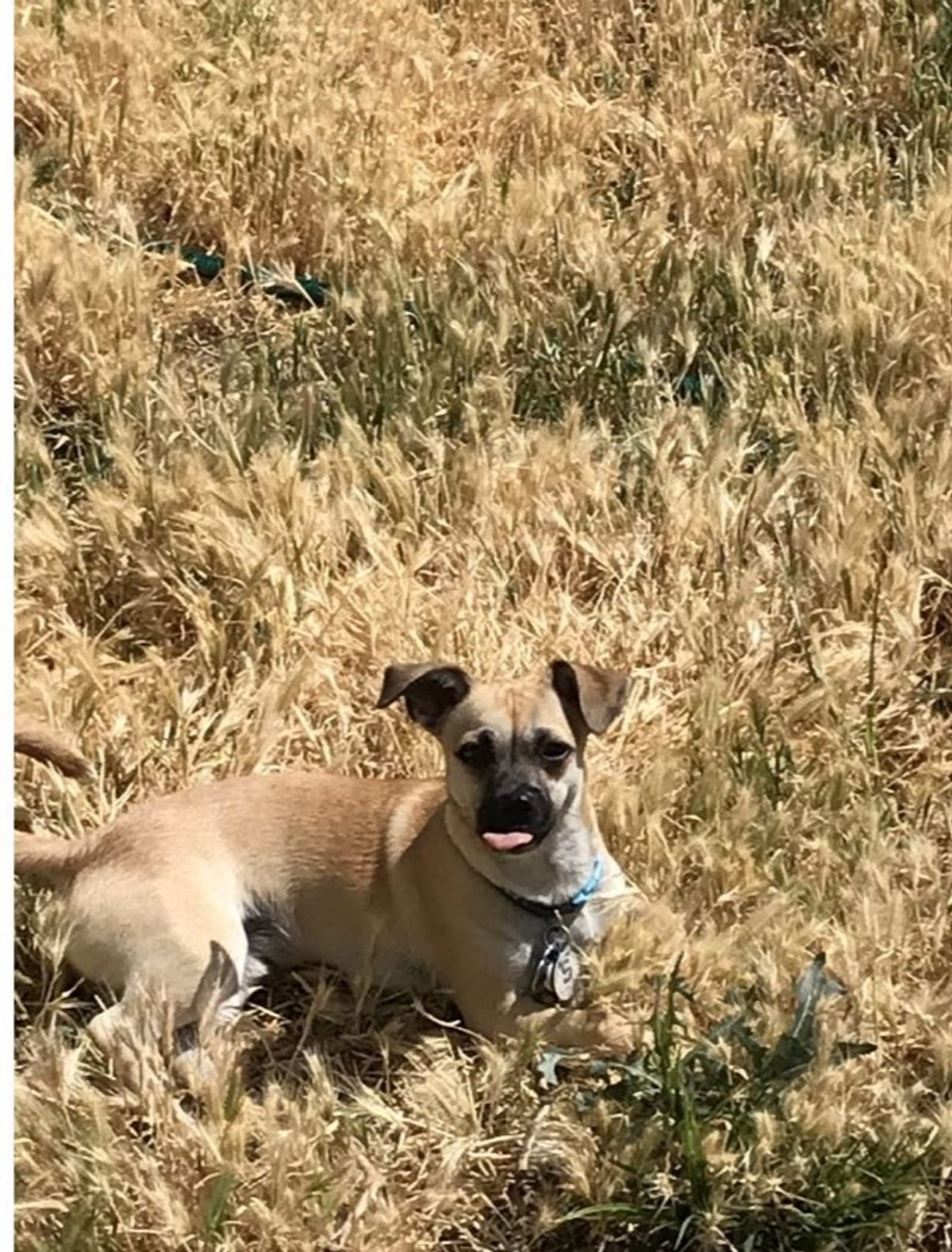 Petspiration Spotlight: Sugabear