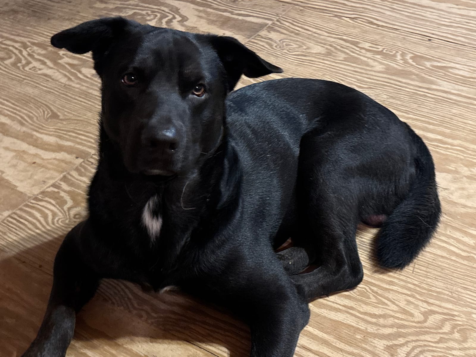 Petspiration Spotlight: Sully