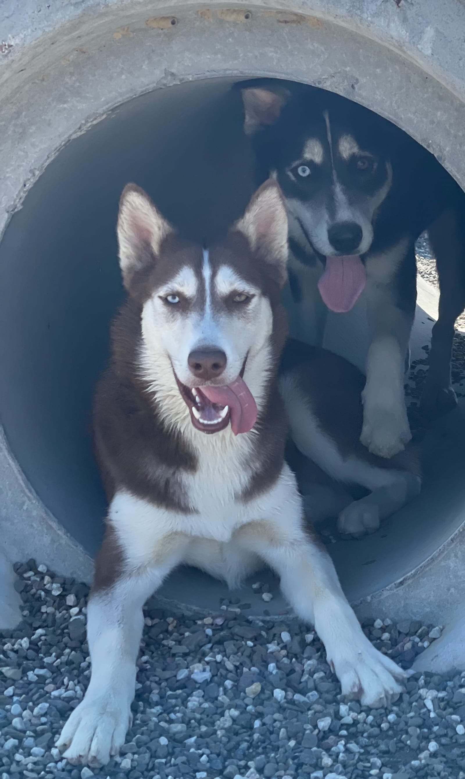 Petspiration Spotlight: Summer
