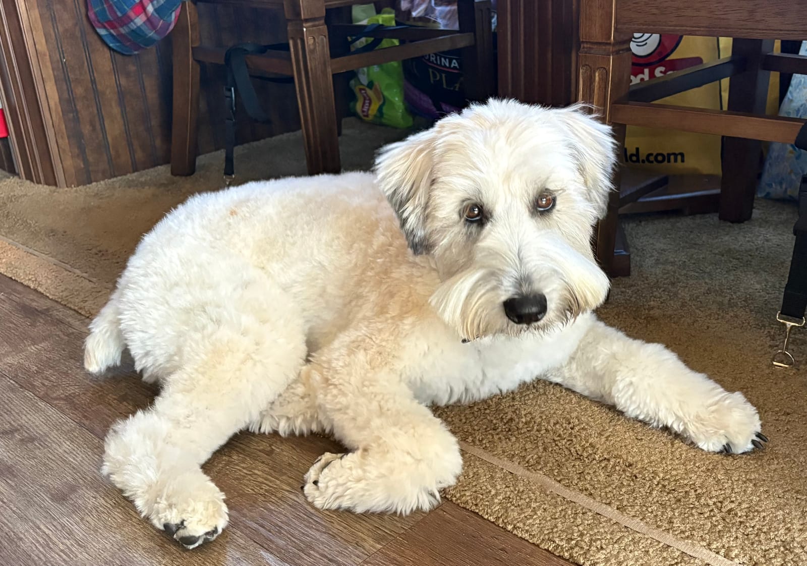 Petspiration Spotlight: Sunny