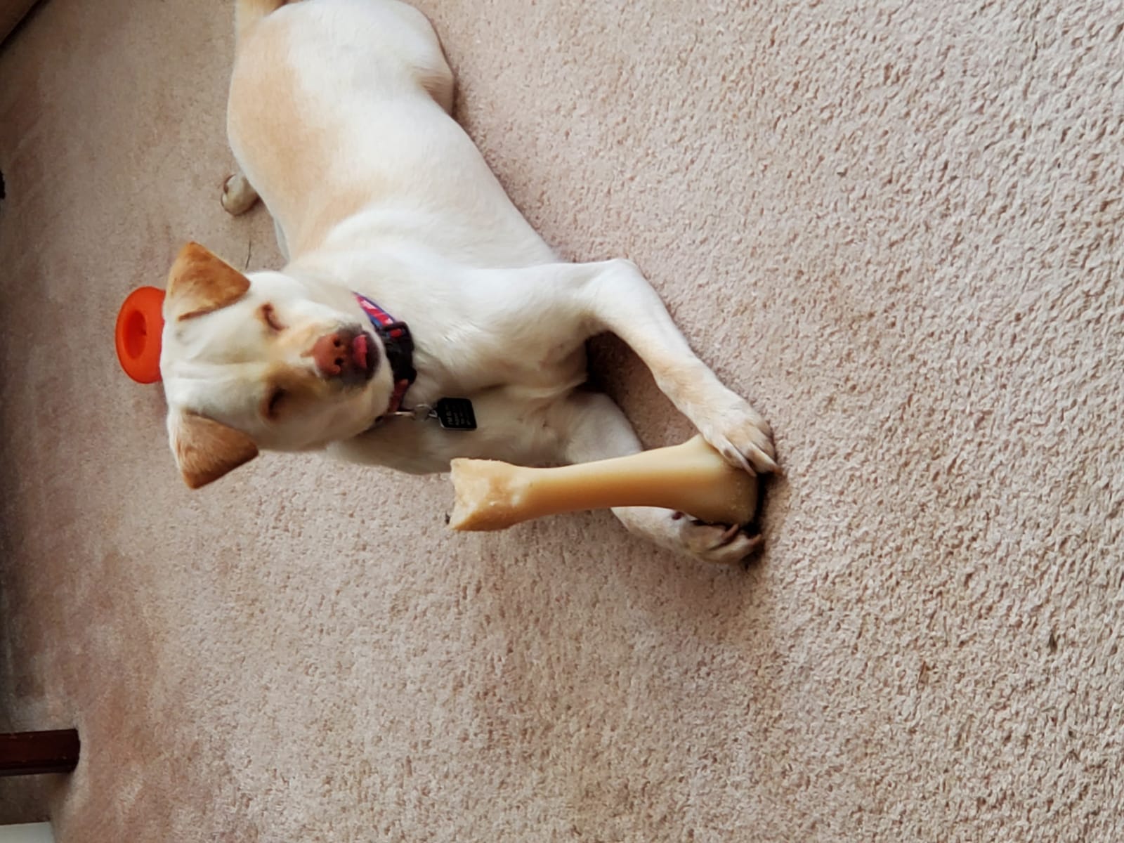 Petspiration Spotlight: Sunshine