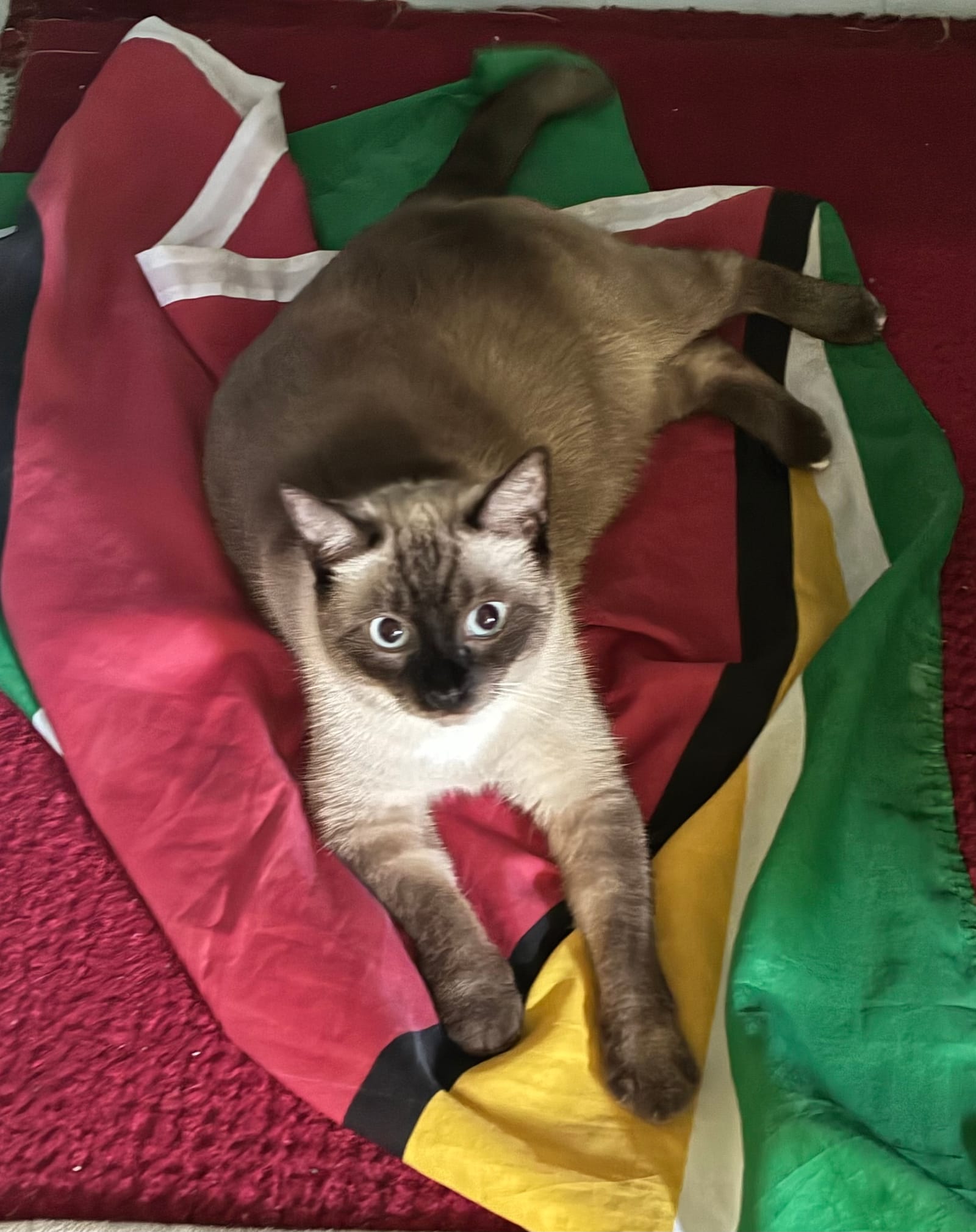 Petspiration Spotlight: Susie