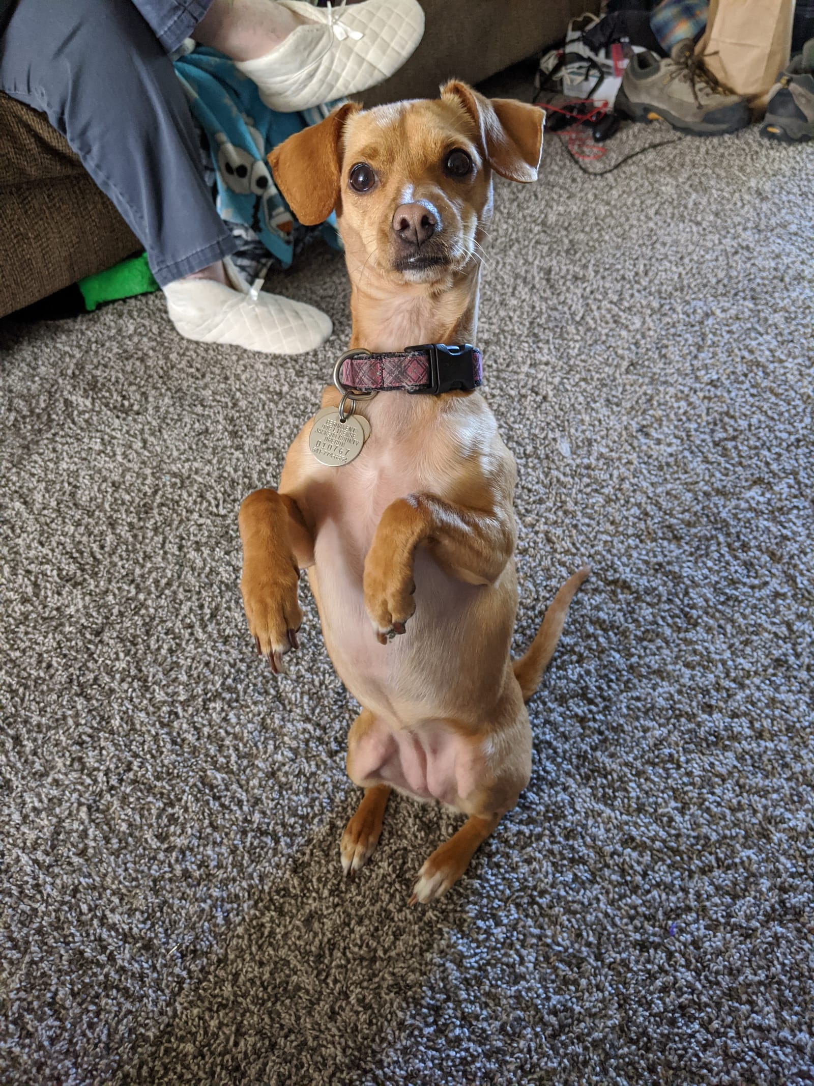 Petspiration Spotlight: Suzie