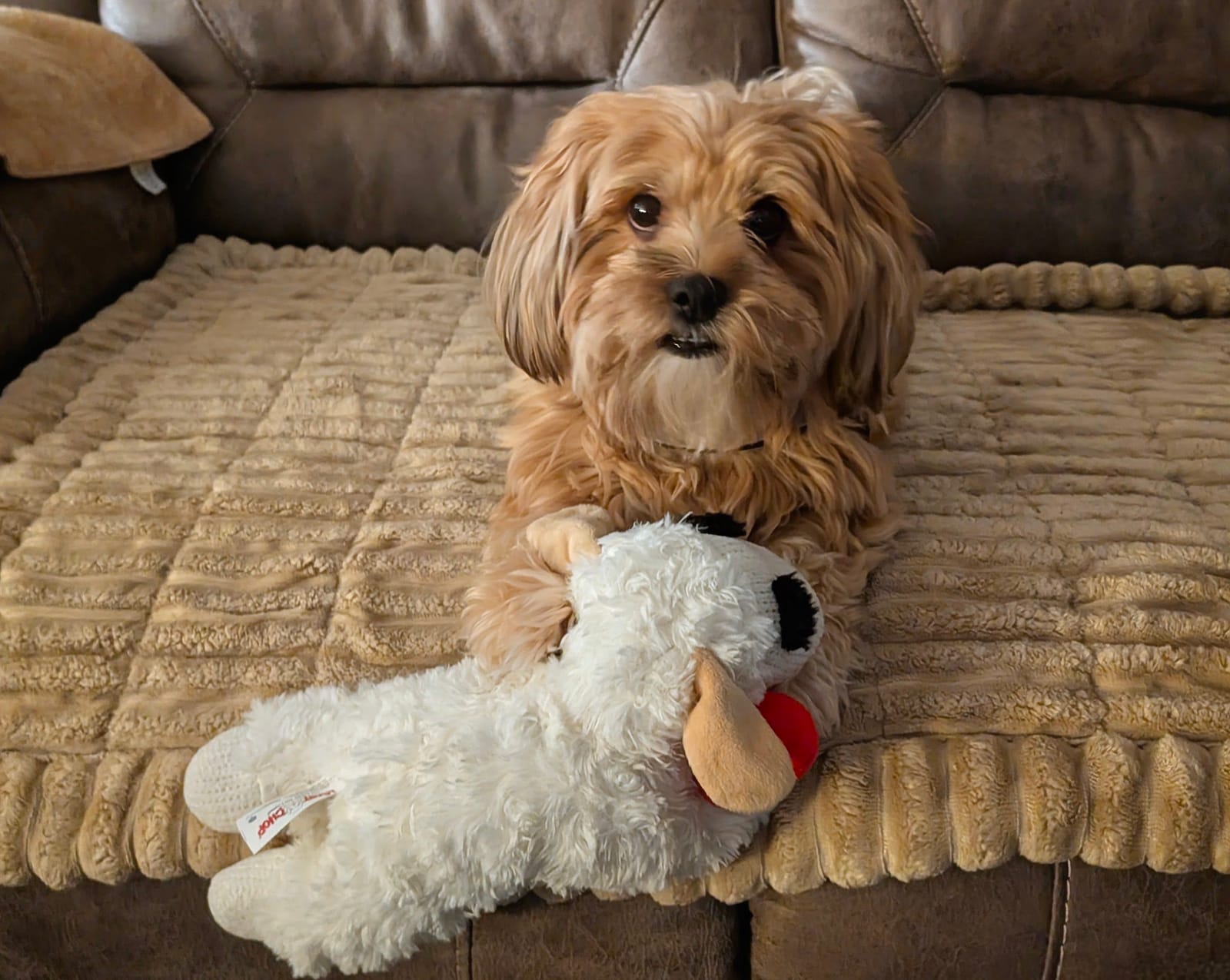 Petspiration Spotlight: Sylvana