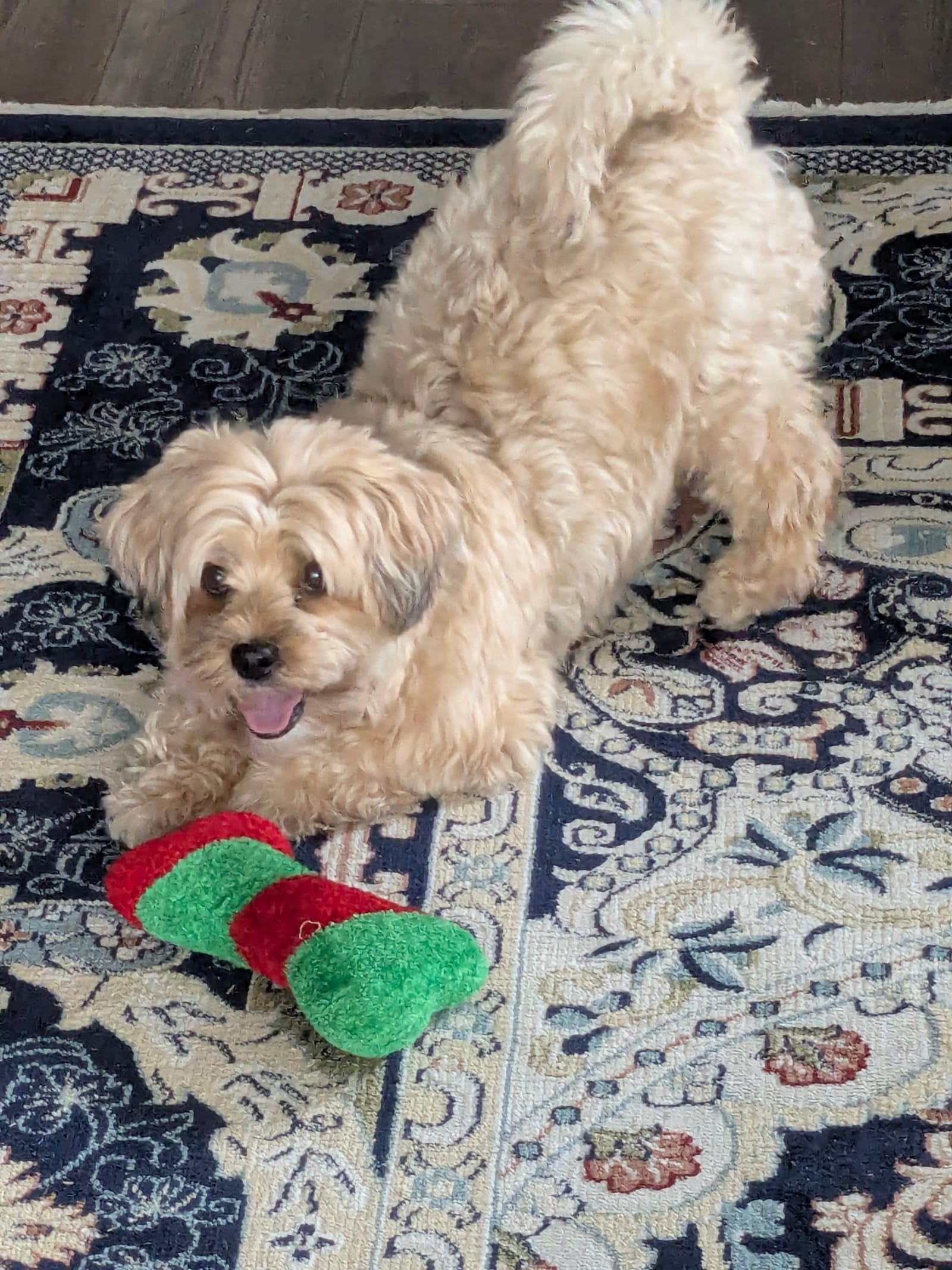 Petspiration Spotlight: Sylvi