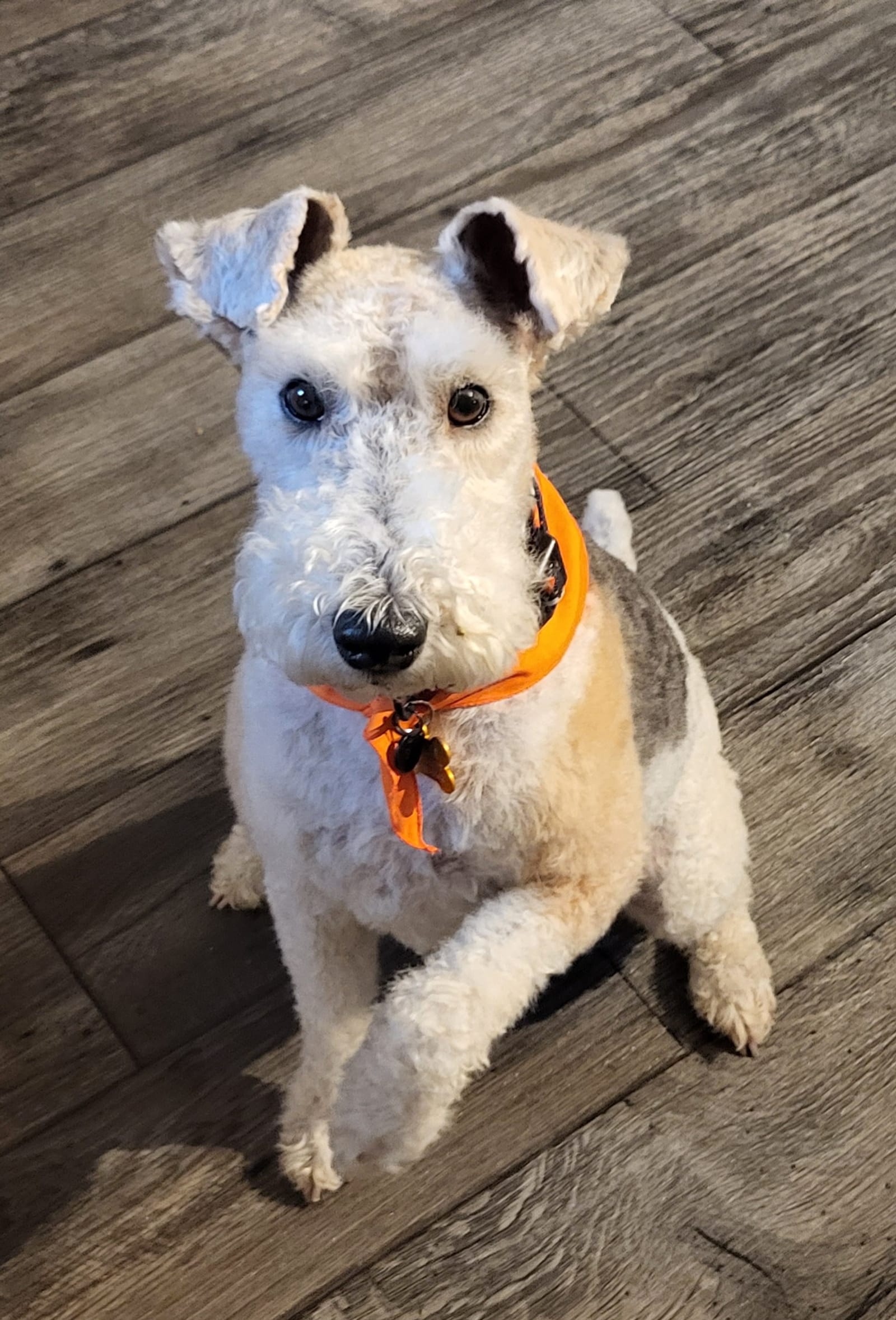 Petspiration Spotlight: Tater Tot