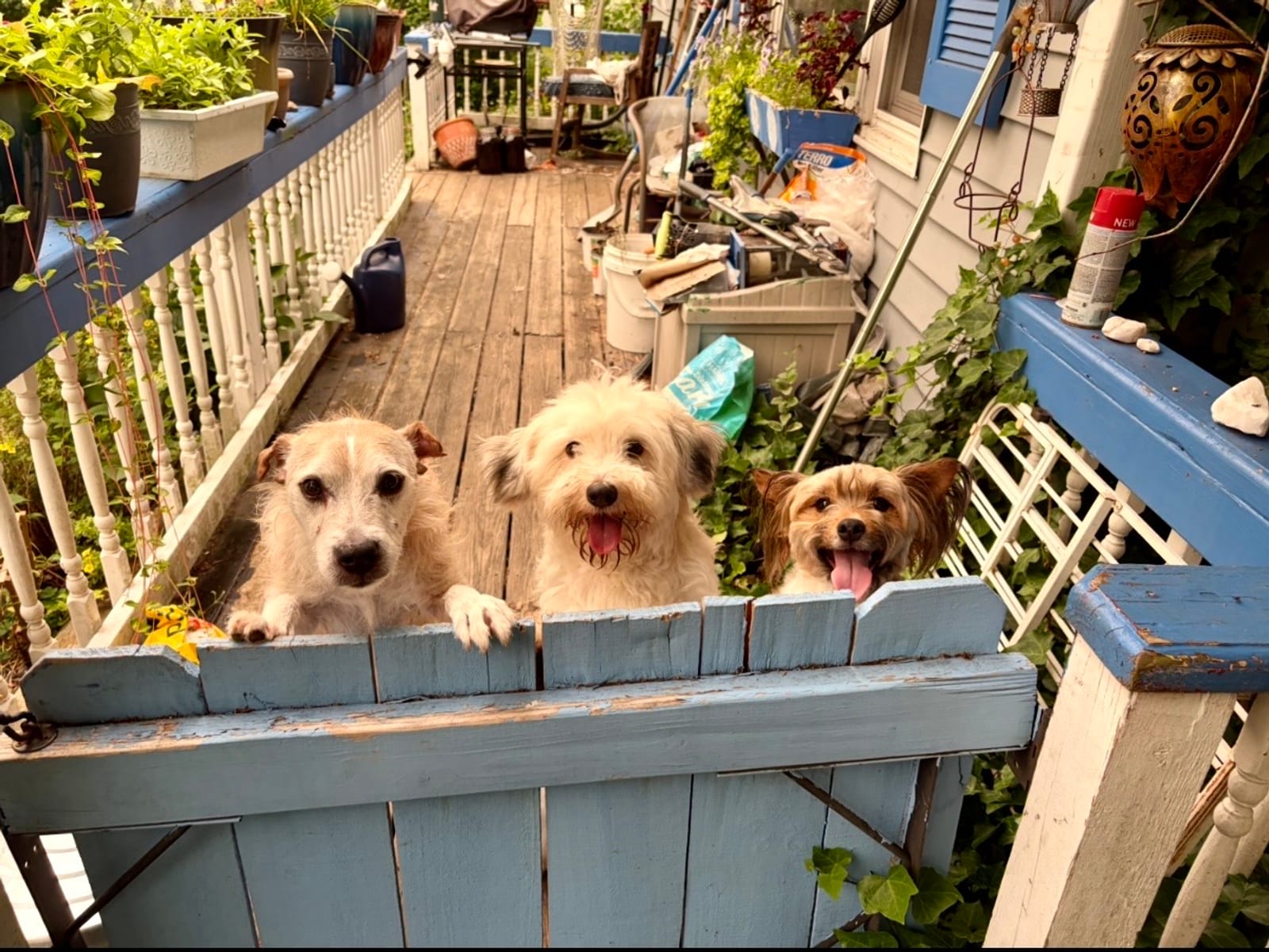 Petspiration Spotlight: Tbone, Sammy and Teddy