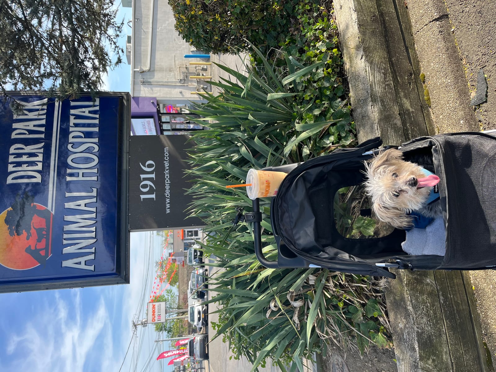 Petspiration Spotlight: Teddy