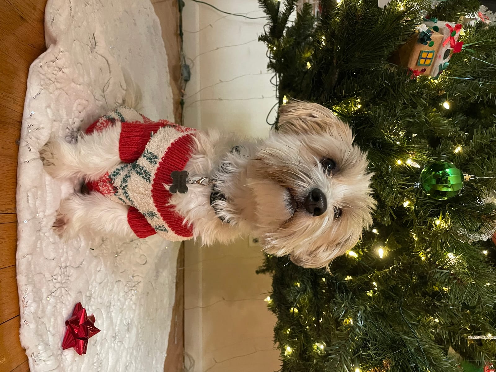 Petspiration Spotlight: Teddy