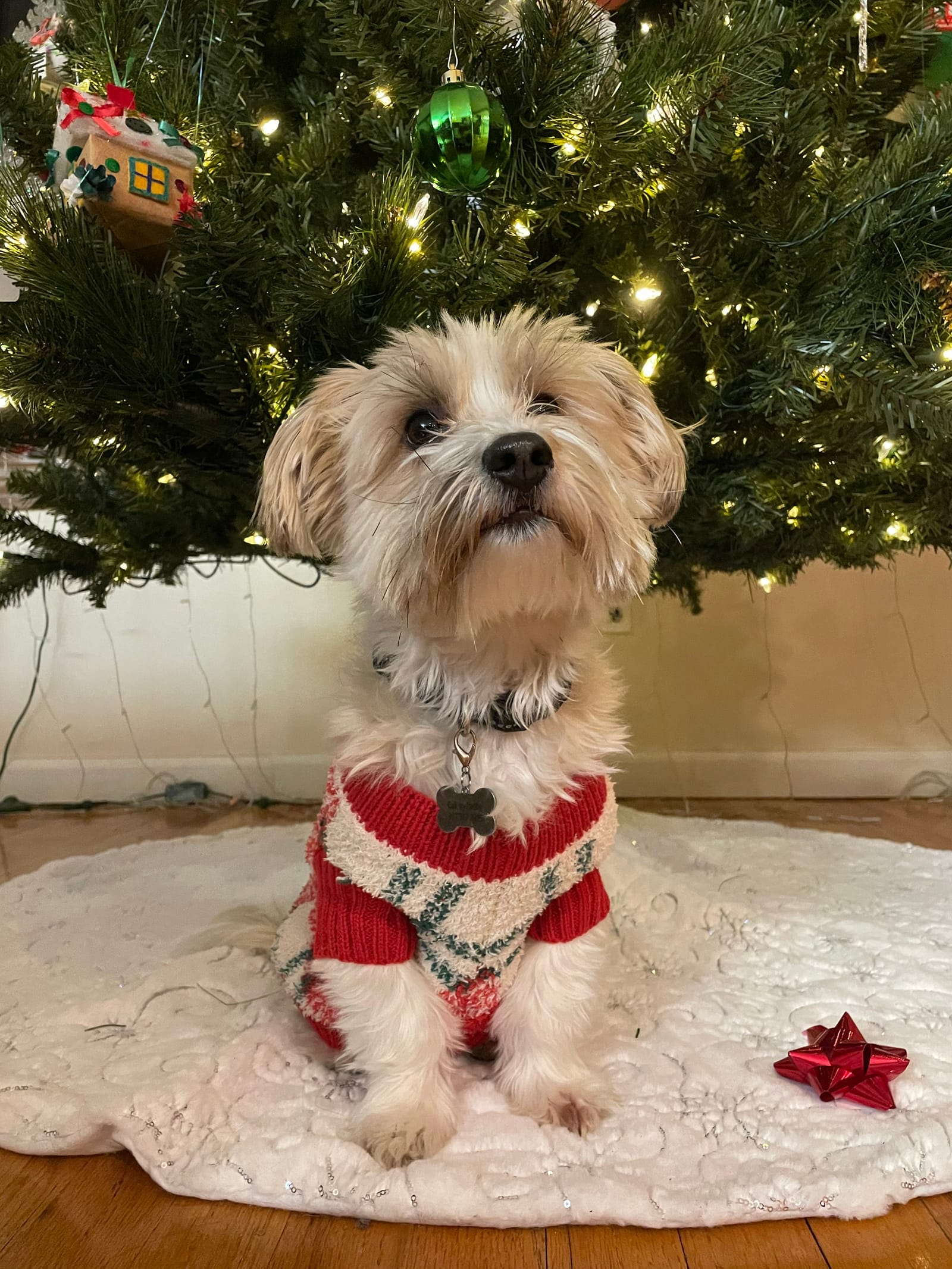 Petspiration Spotlight: Teddy