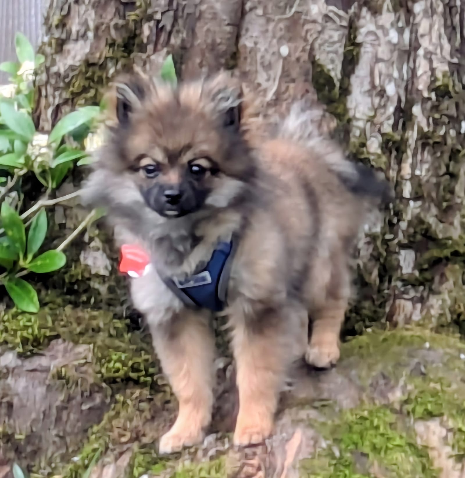 Petspiration Spotlight: Teddy