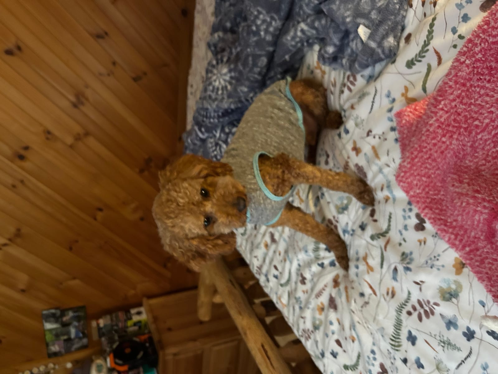 Petspiration Spotlight: Teddy