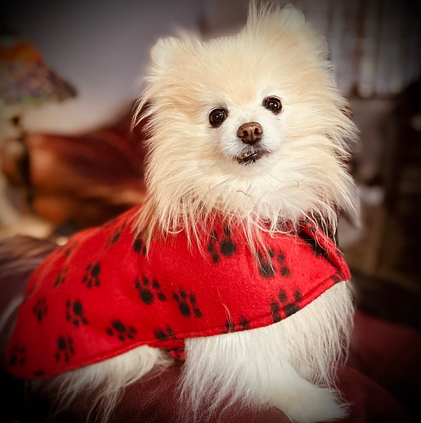 Petspiration Spotlight: Teddy