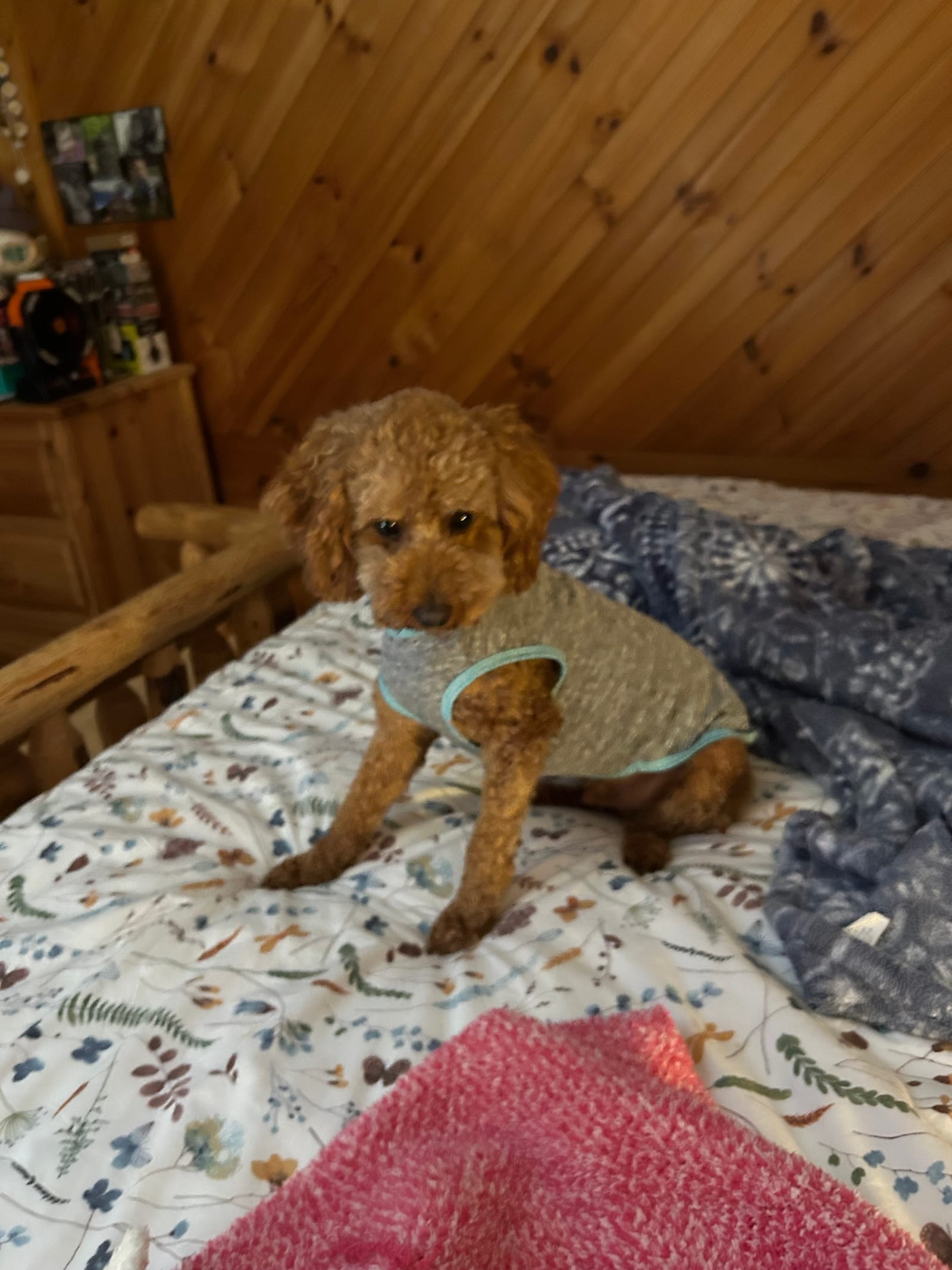 Petspiration Spotlight: Teddy