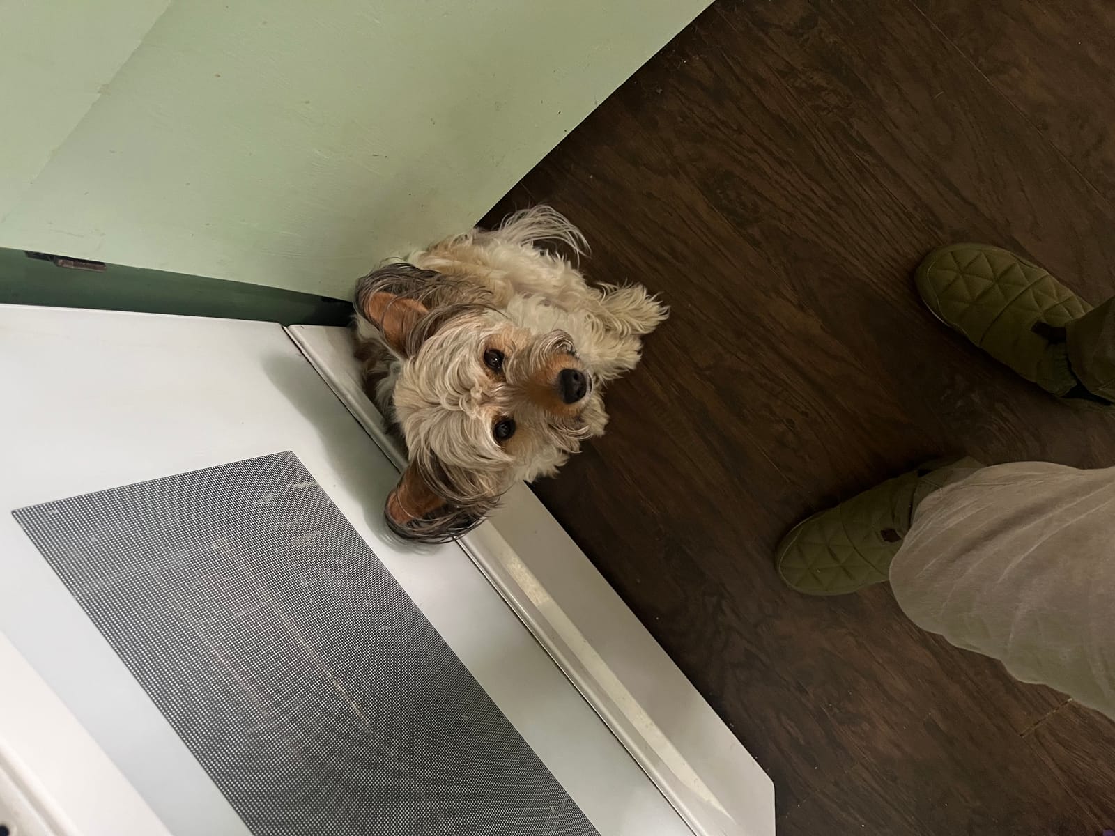 Petspiration Spotlight: Teddy