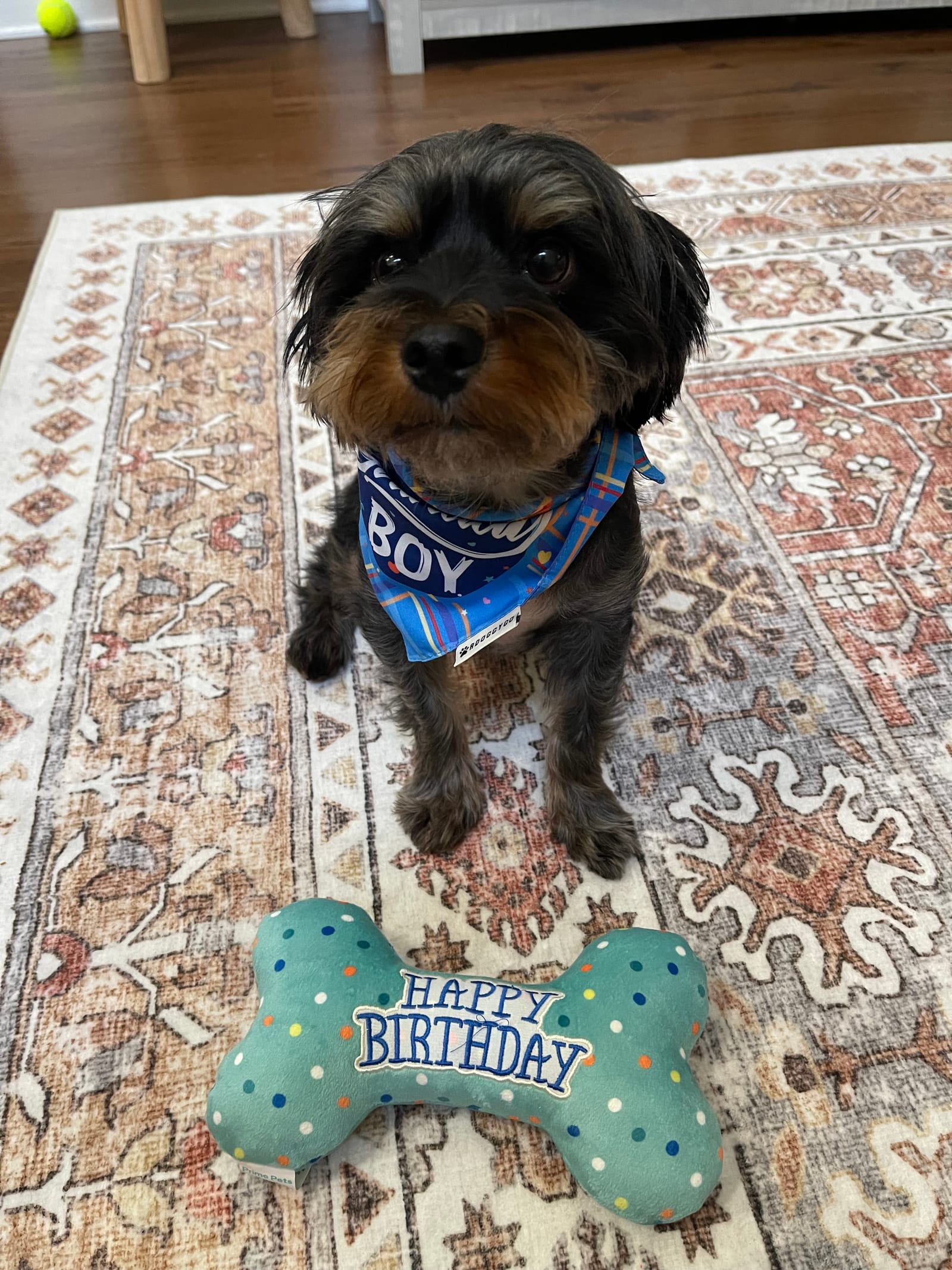 Petspiration Spotlight: Teddy Riley Johnson