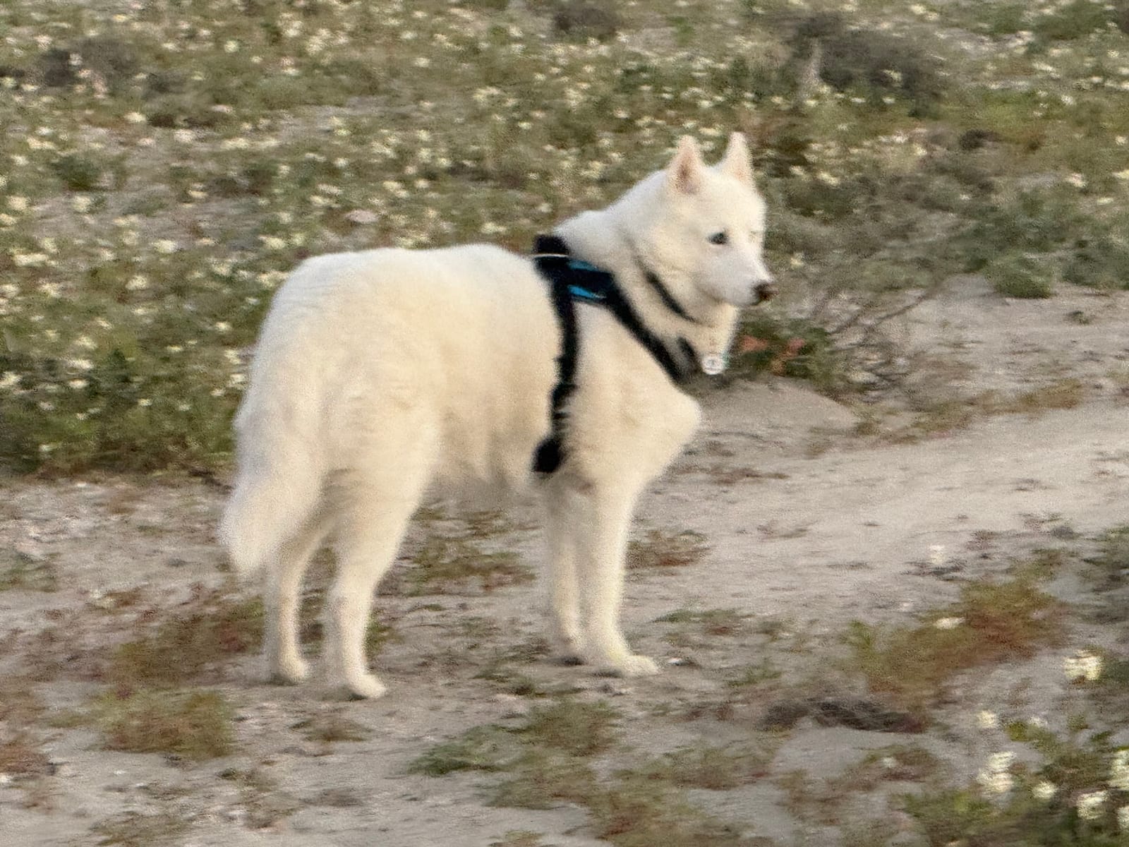 Petspiration Spotlight: Tesla