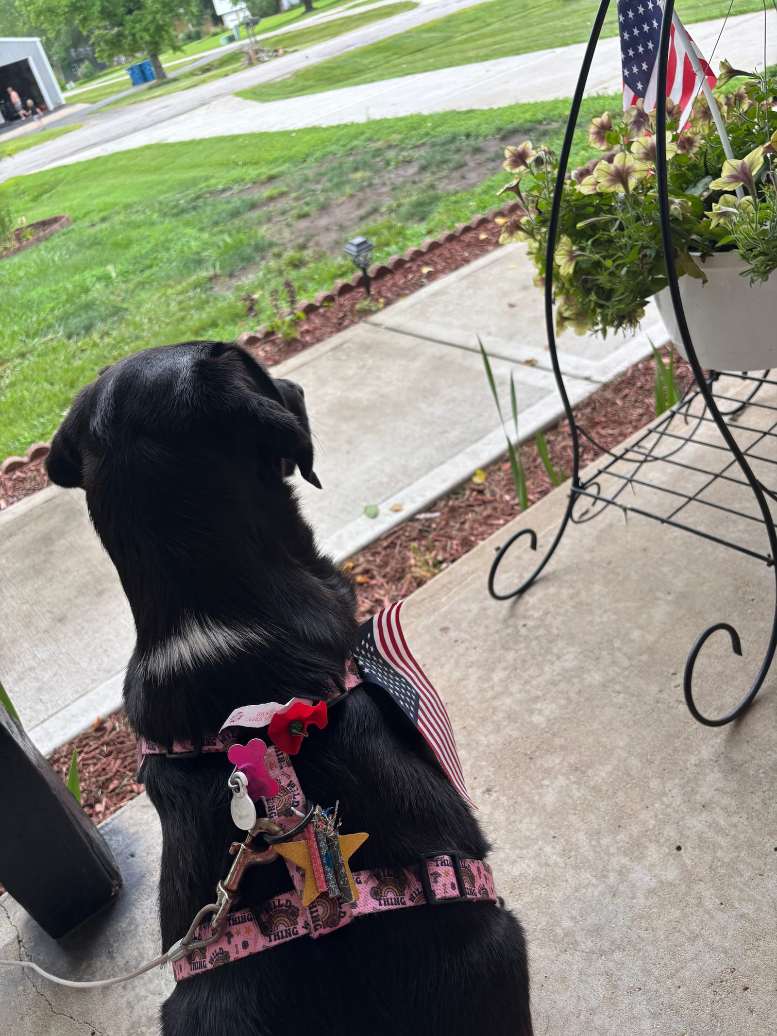 Petspiration Spotlight: Thelma