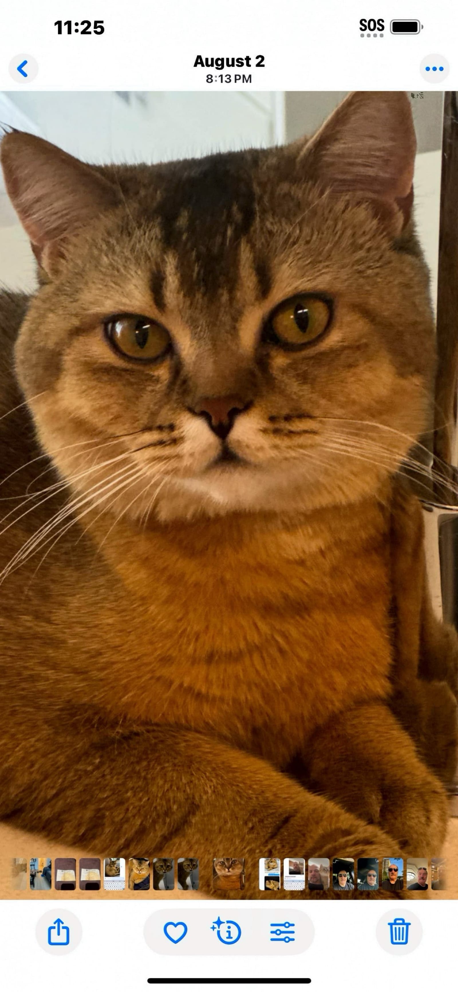 Petspiration Spotlight: Thomas