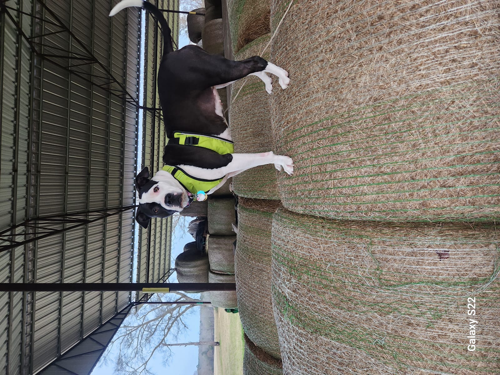 Petspiration Spotlight: Thursday