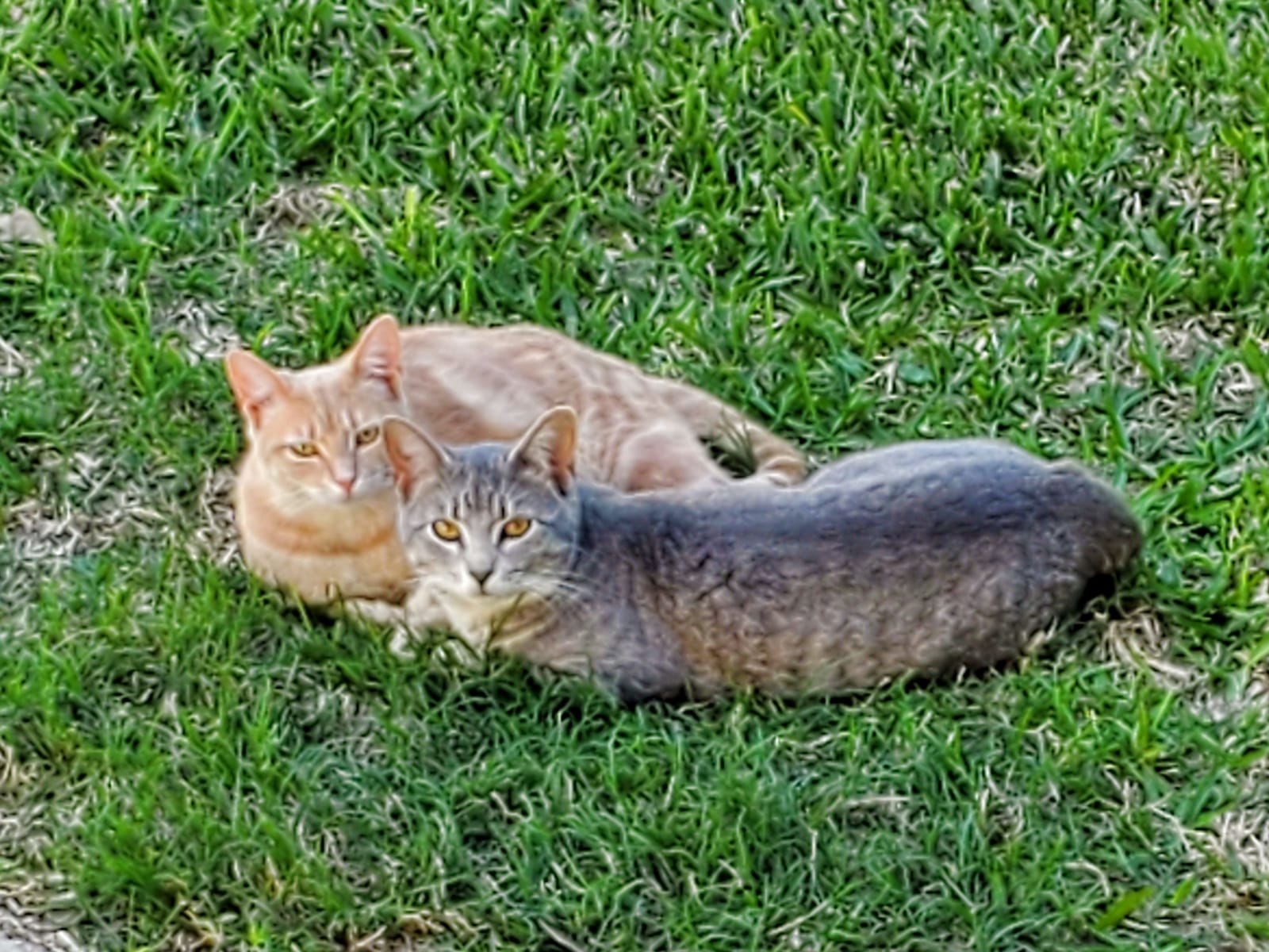 Petspiration Spotlight: Tiger and Ginger