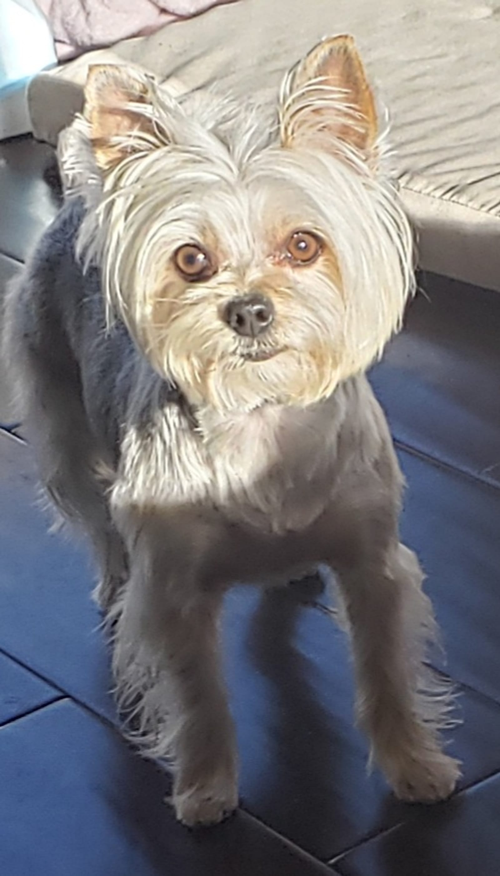 Petspiration Spotlight: Tinkerbelle