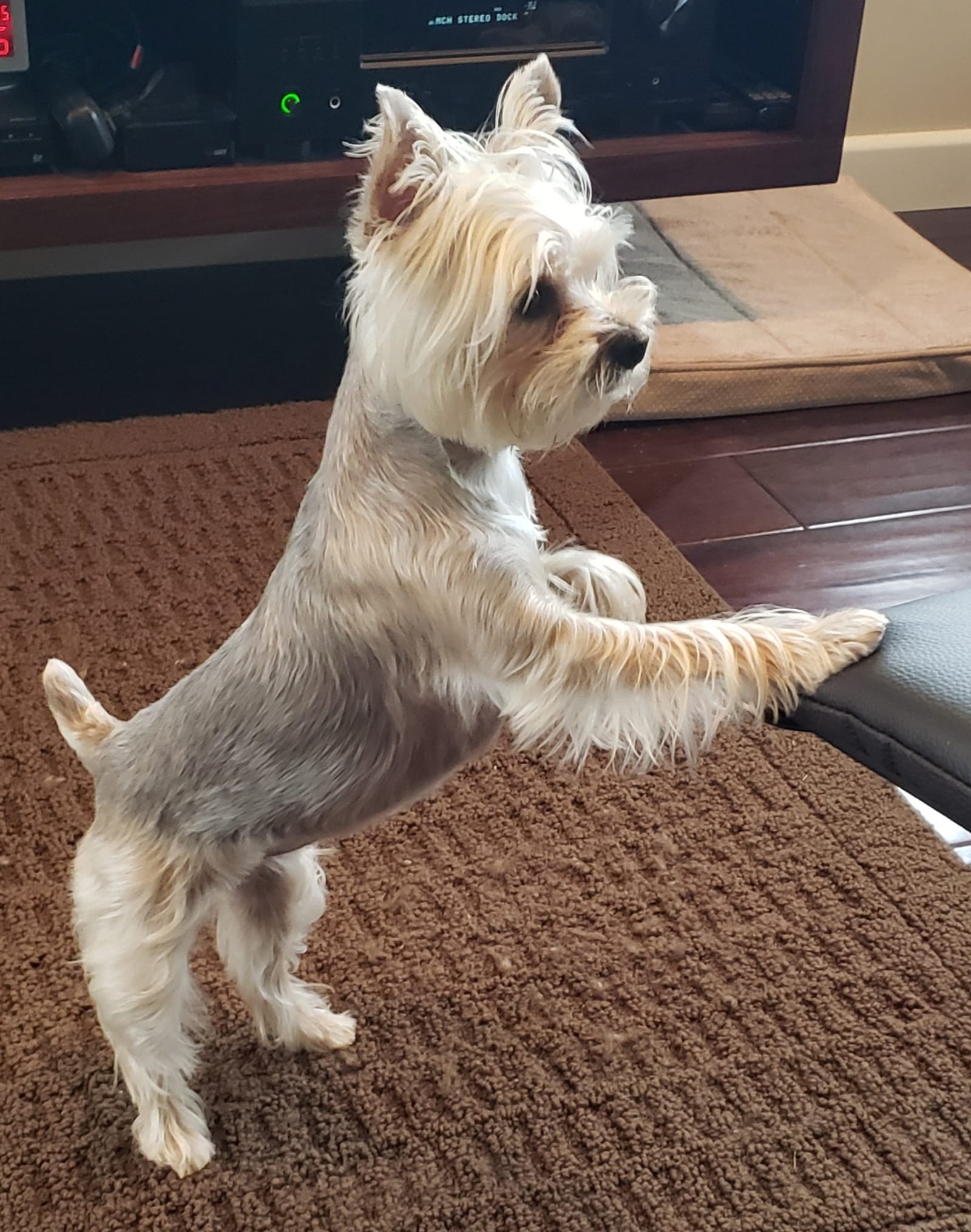 Petspiration Spotlight: Tinkerbelle