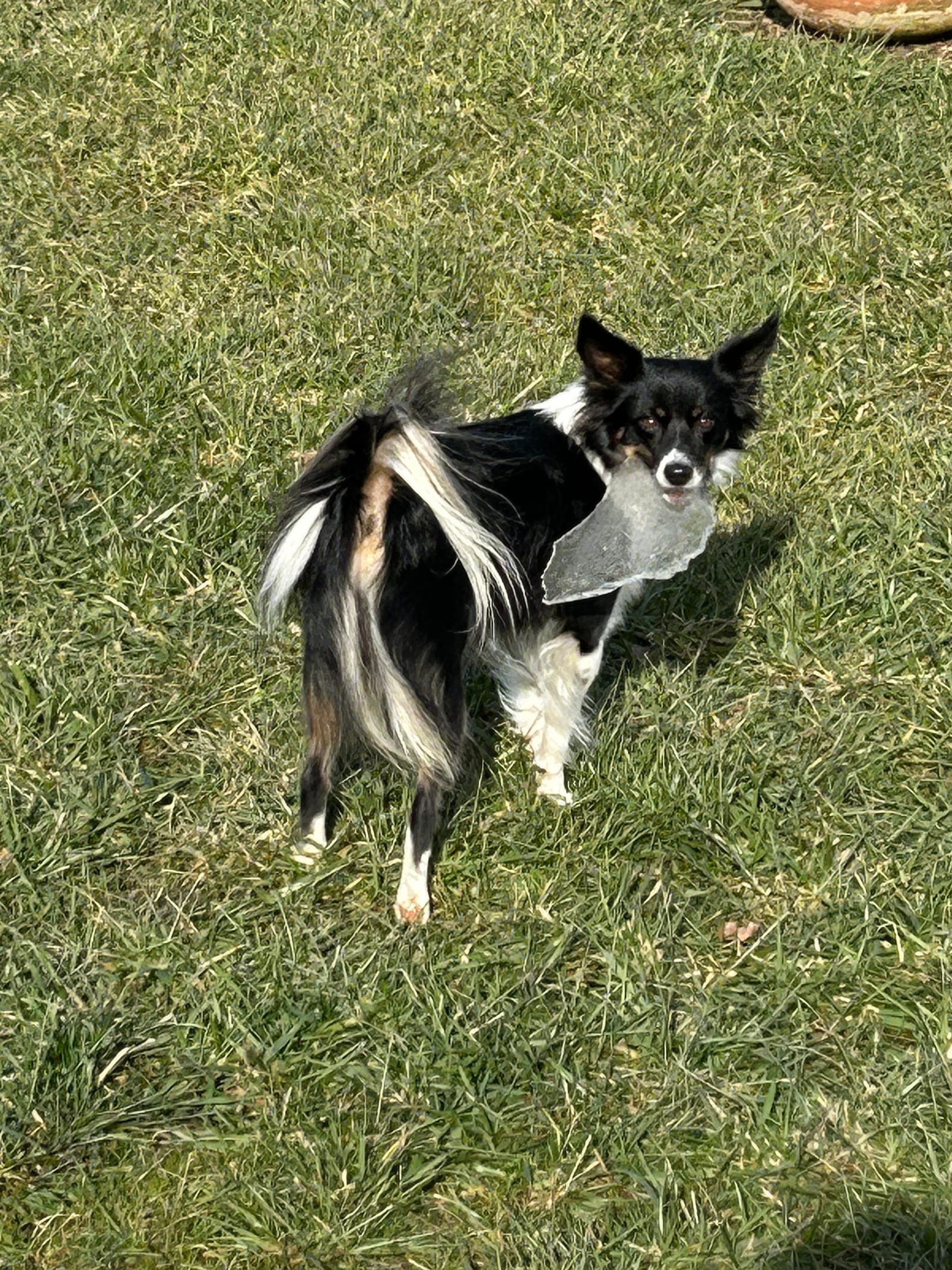 Petspiration Spotlight: Tippy