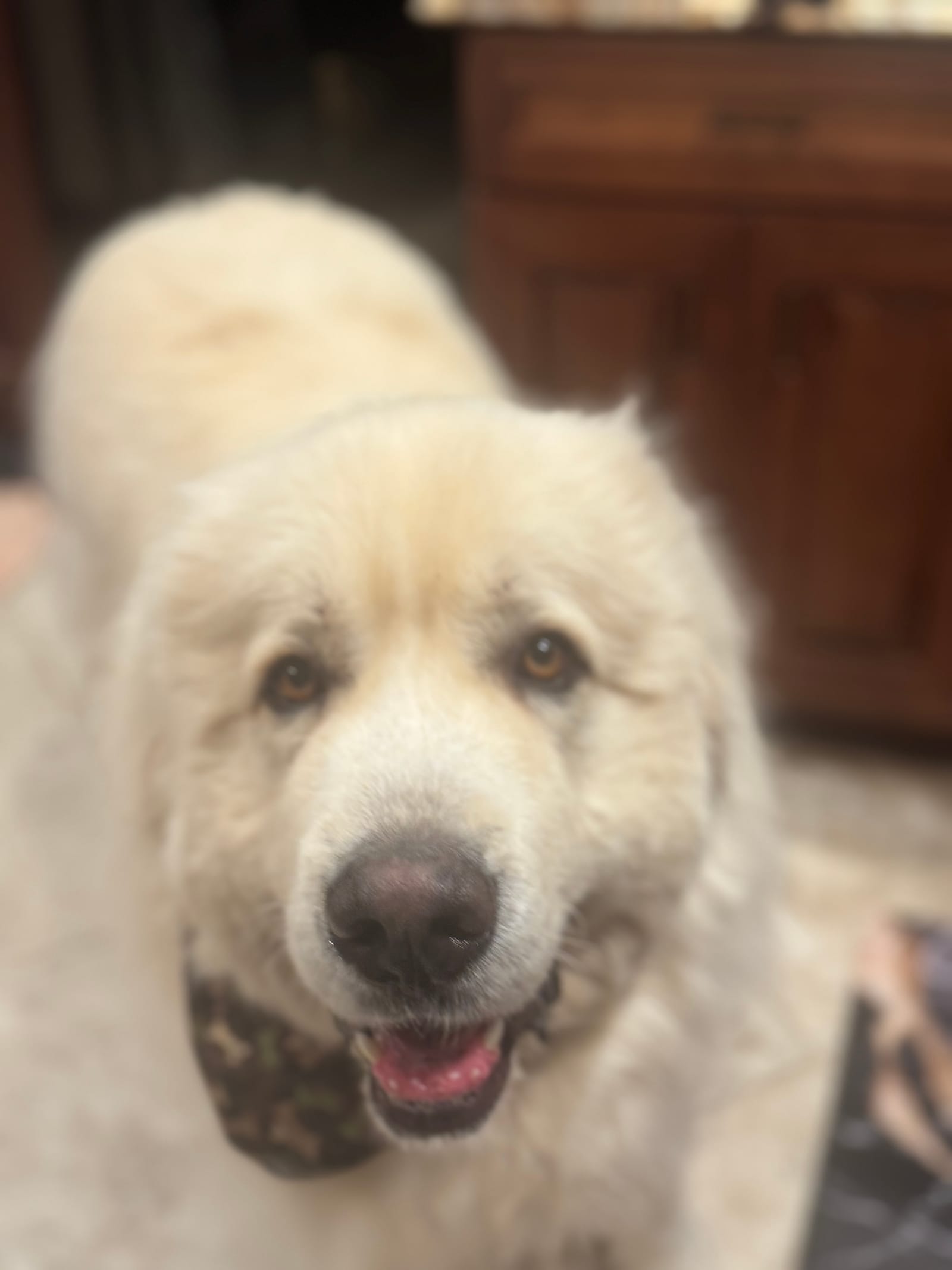 Petspiration Spotlight: Titan