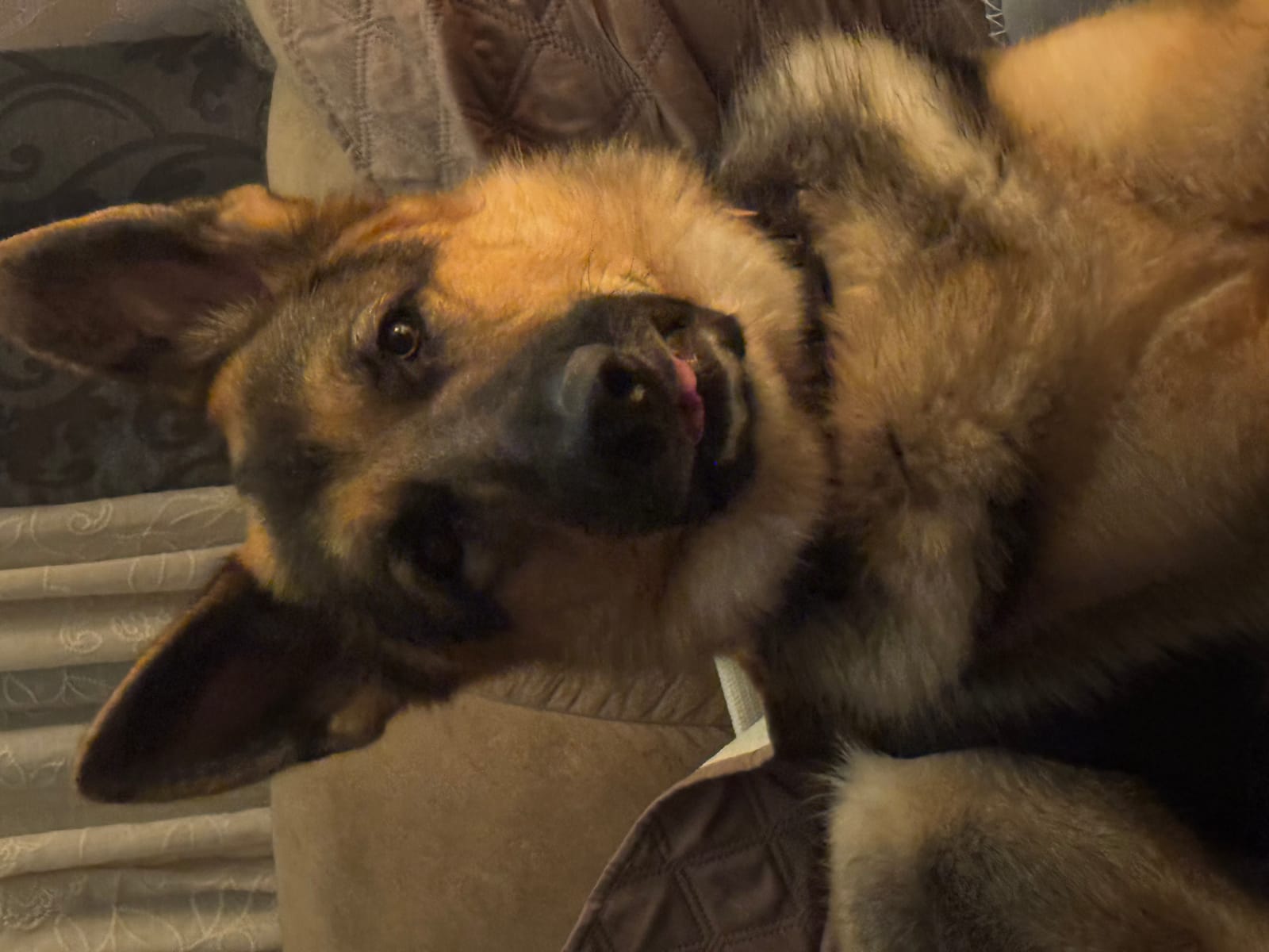 Petspiration Spotlight: TItan