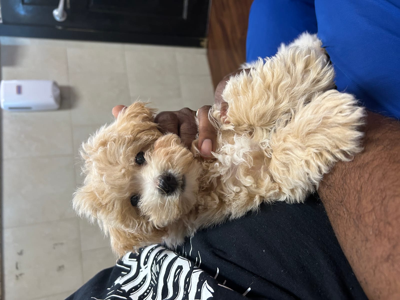 Petspiration Spotlight: Toffee Cnase