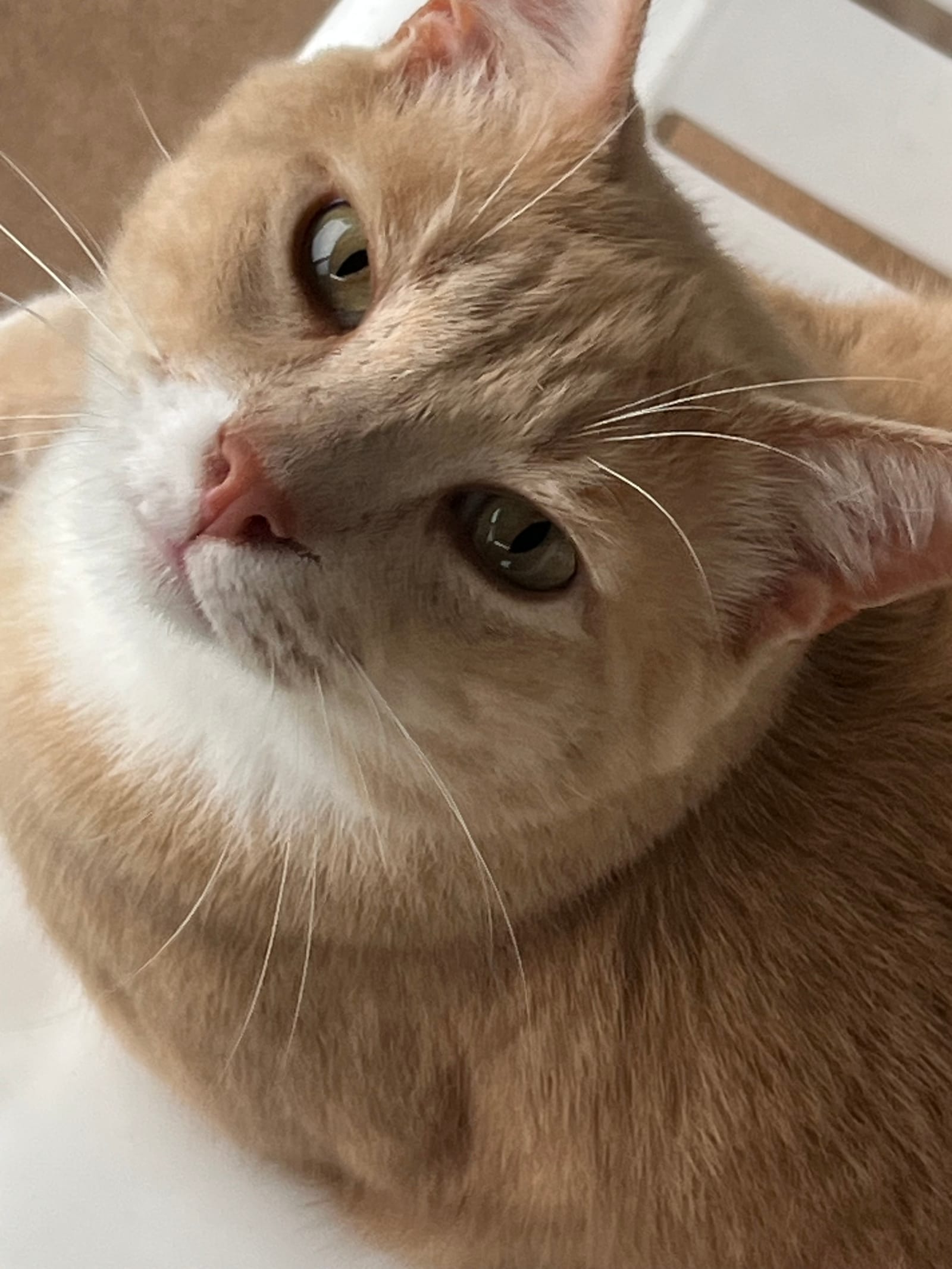 Petspiration Spotlight: Tommy