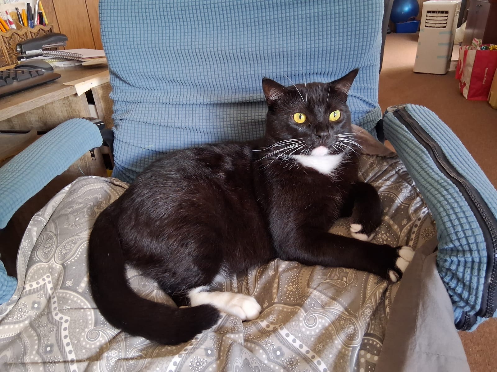 Petspiration Spotlight: Tommy