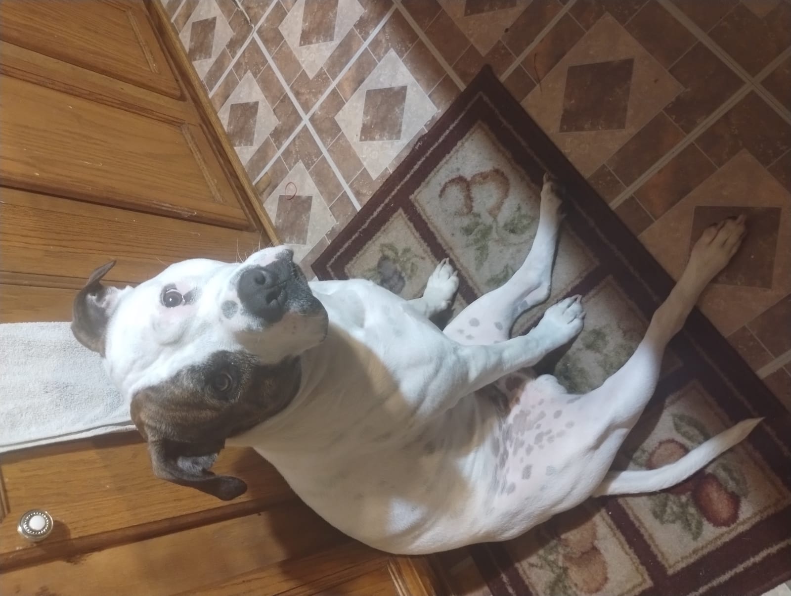 Petspiration Spotlight: Tonka