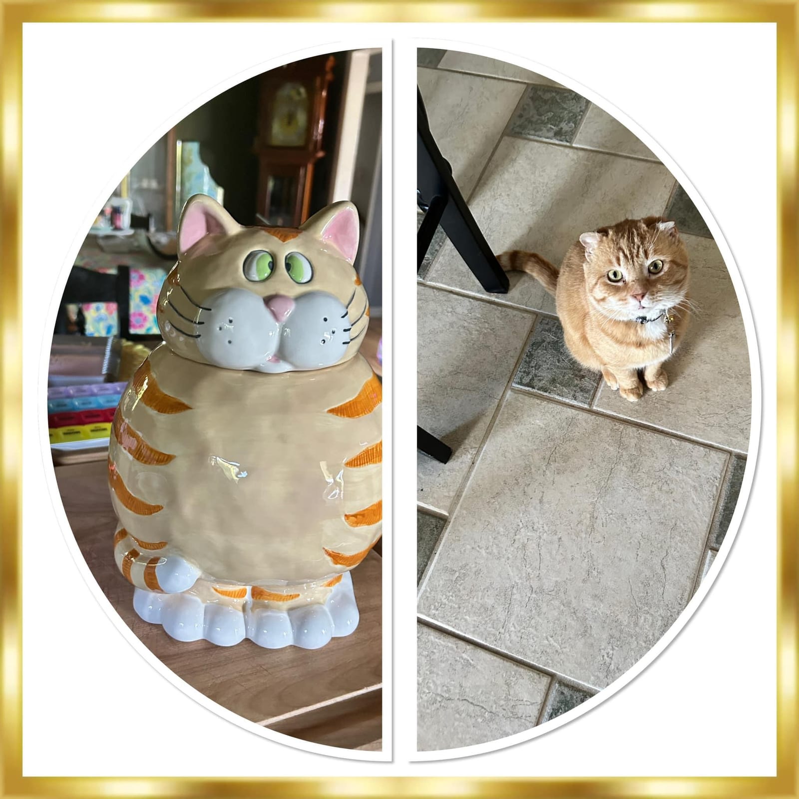 Petspiration Spotlight: Topaz