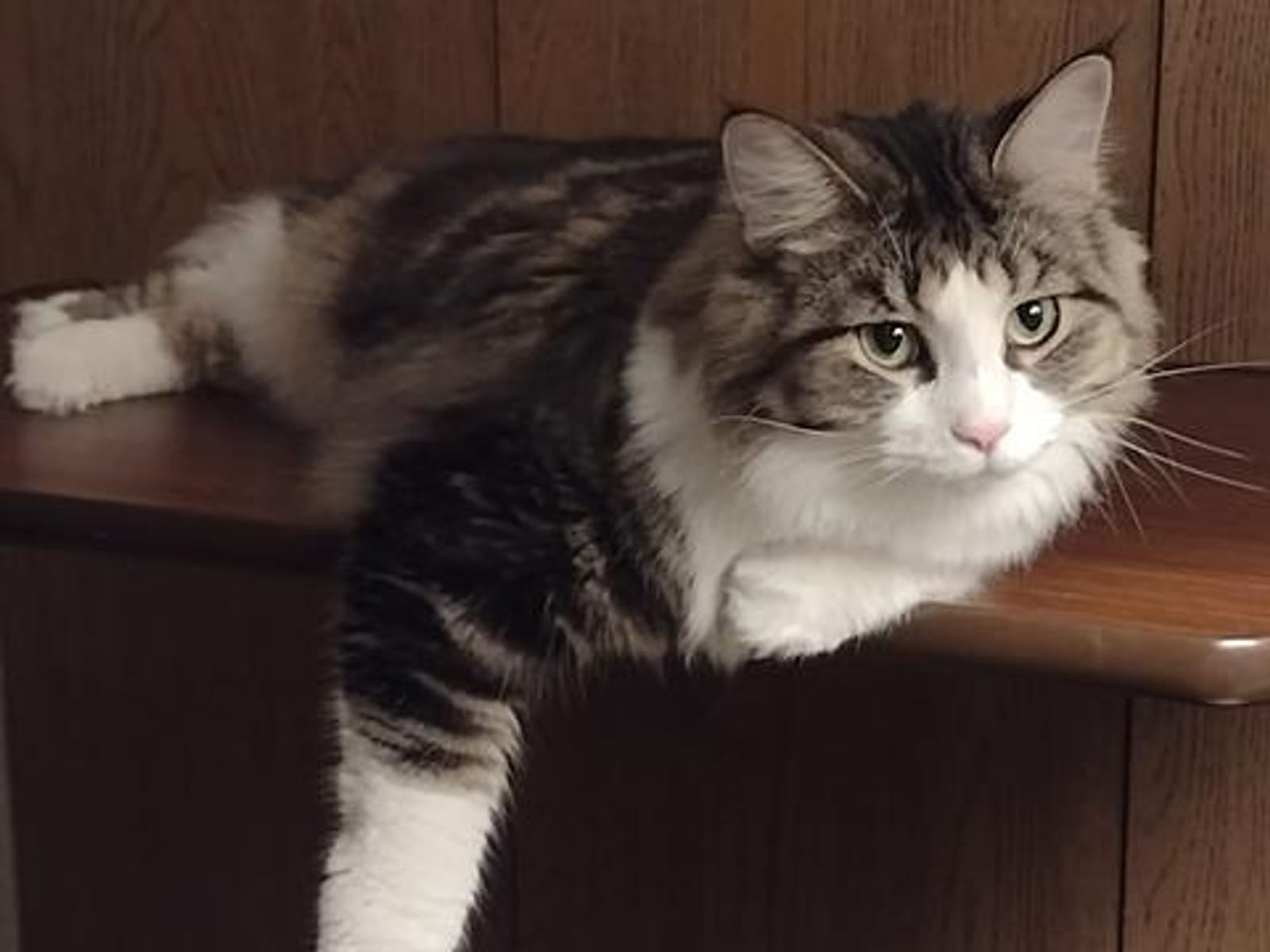 Petspiration Spotlight: Trudi