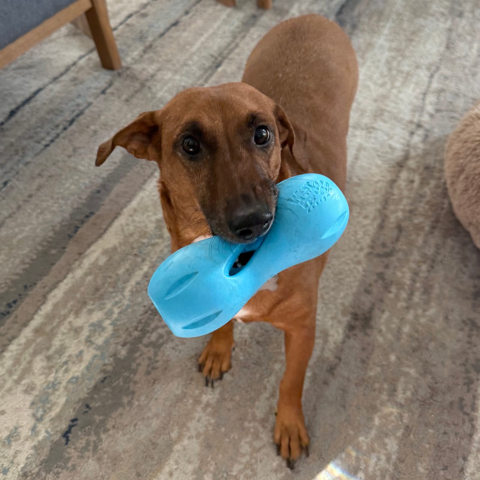 Petspiration Spotlight: Truvy