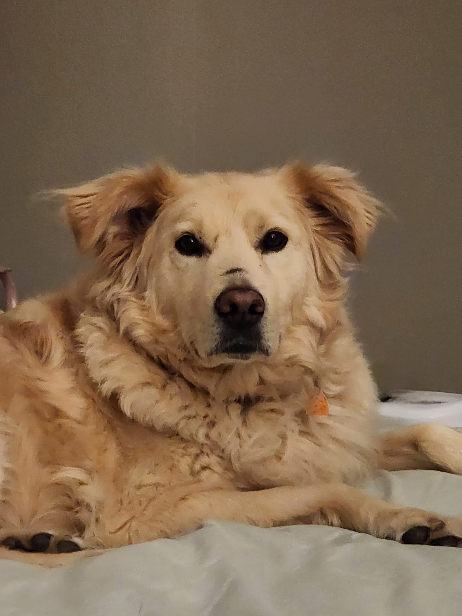 Petspiration Spotlight: Tucker