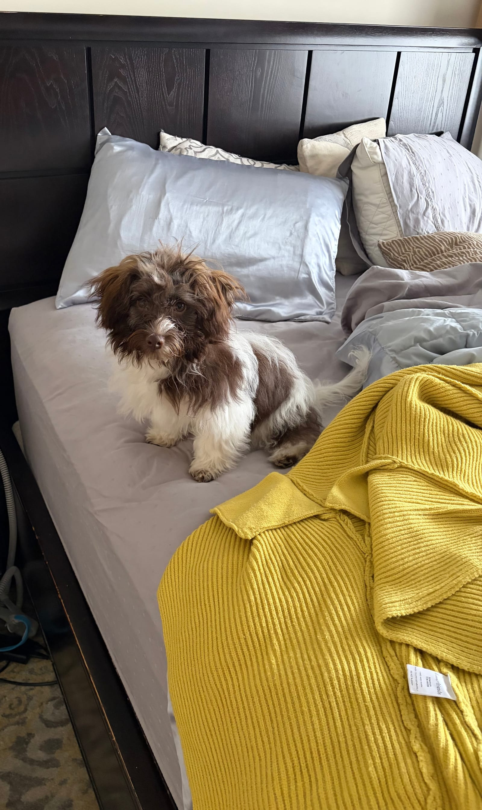 Petspiration Spotlight: TUFFY