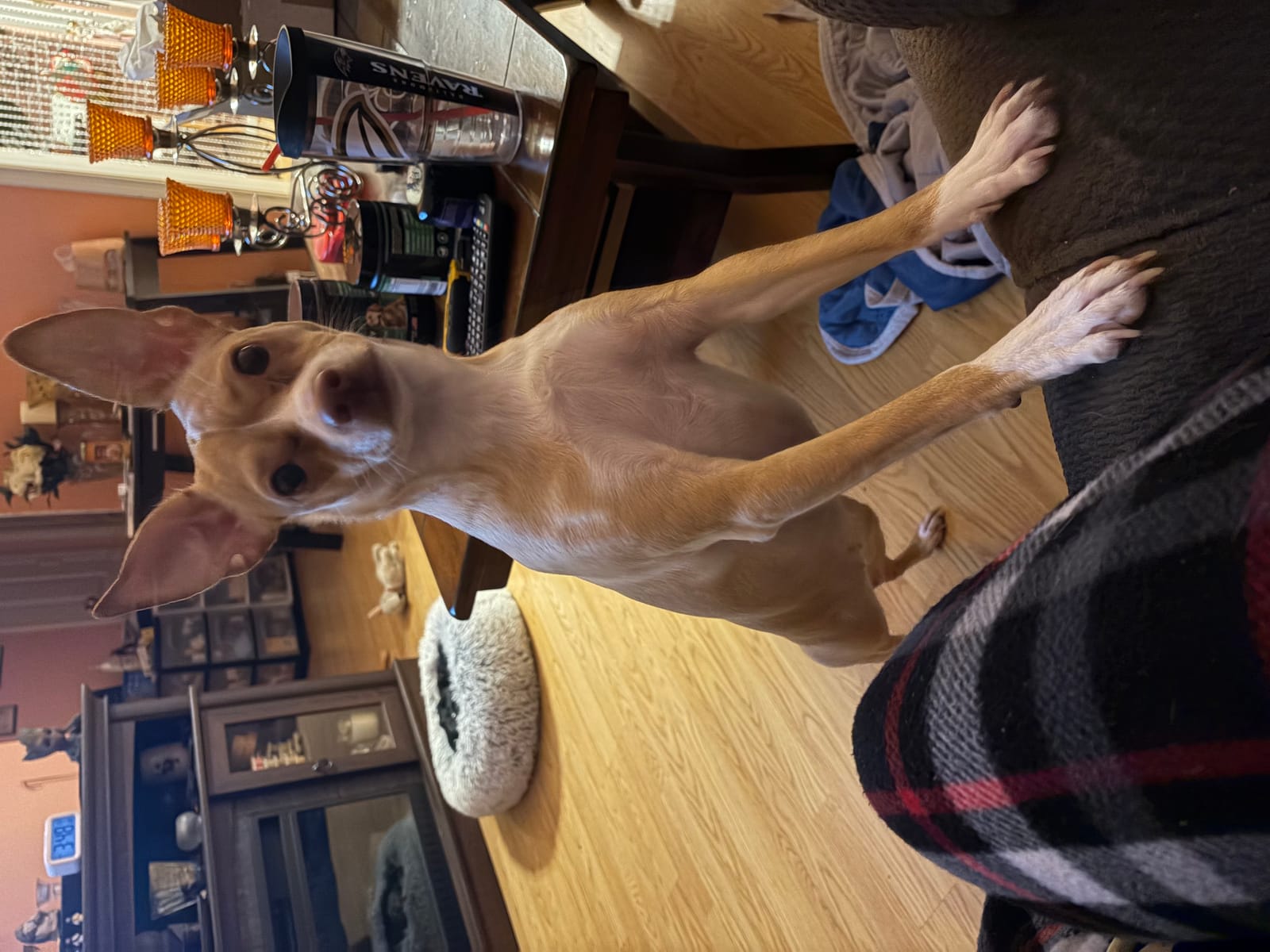 Petspiration Spotlight: Tulip