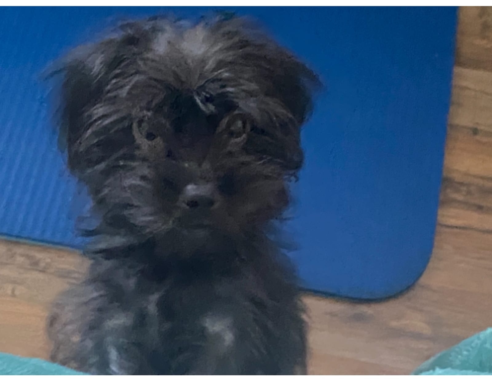 Petspiration Spotlight: Tulip